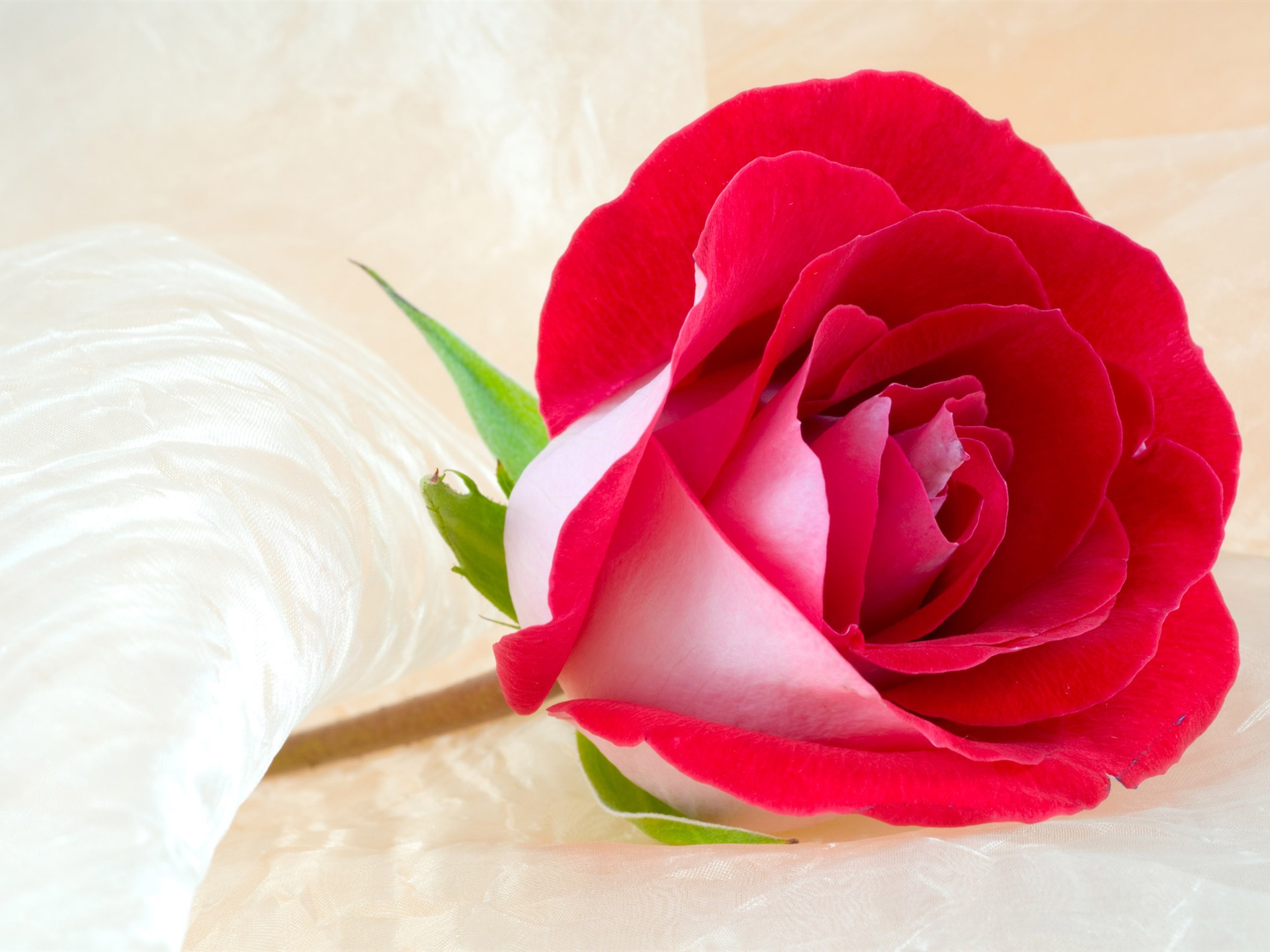 Large Rose Photo Wallpaper (3) #1 - 1920x1440