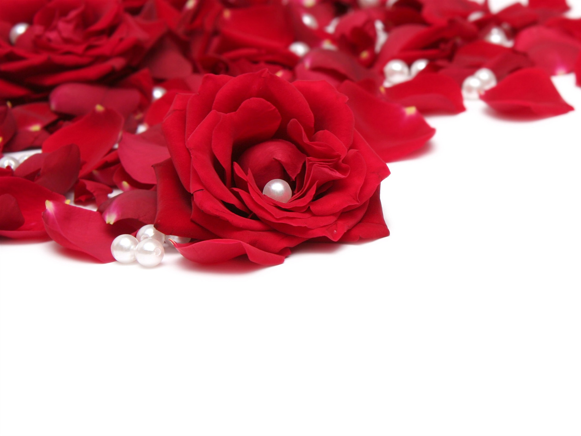 Velké Rose Foto tapety (3) #10 - 1920x1440