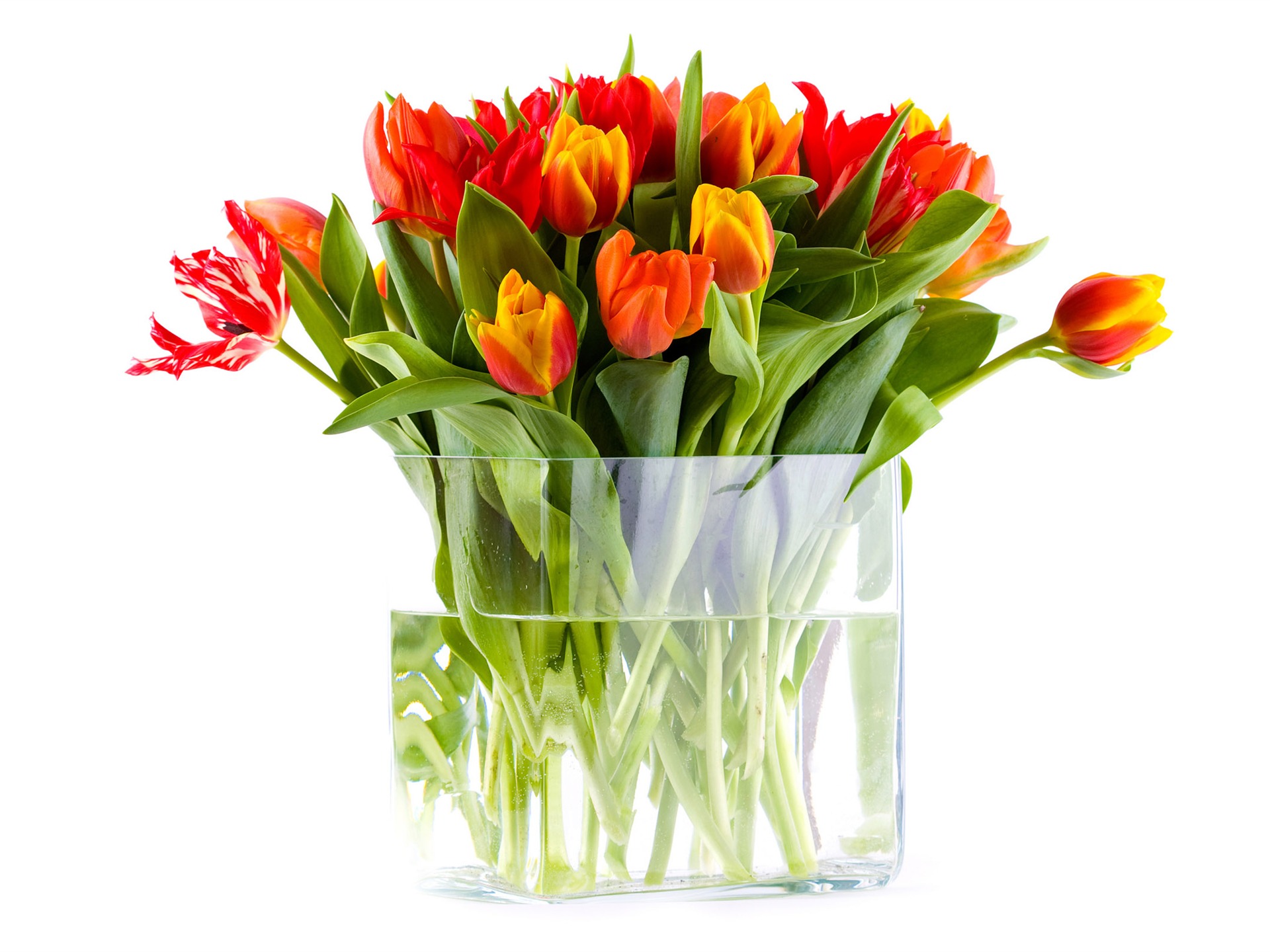 fondos de escritorio de gran tulipán (1) #3 - 1920x1440