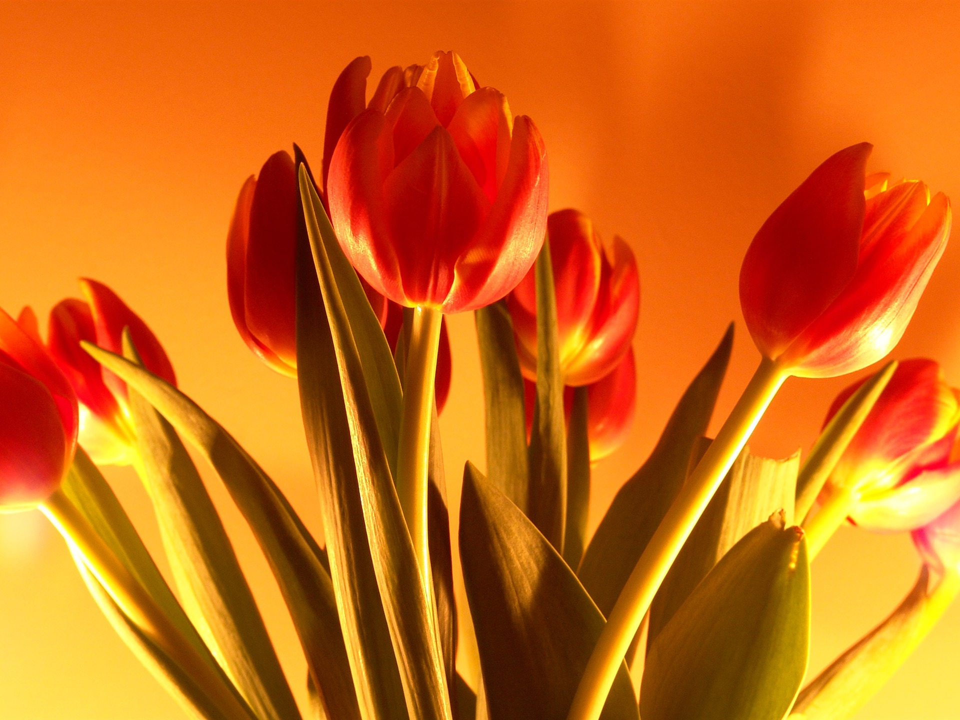 Large tulip wallpaper (1) #20 - 1920x1440