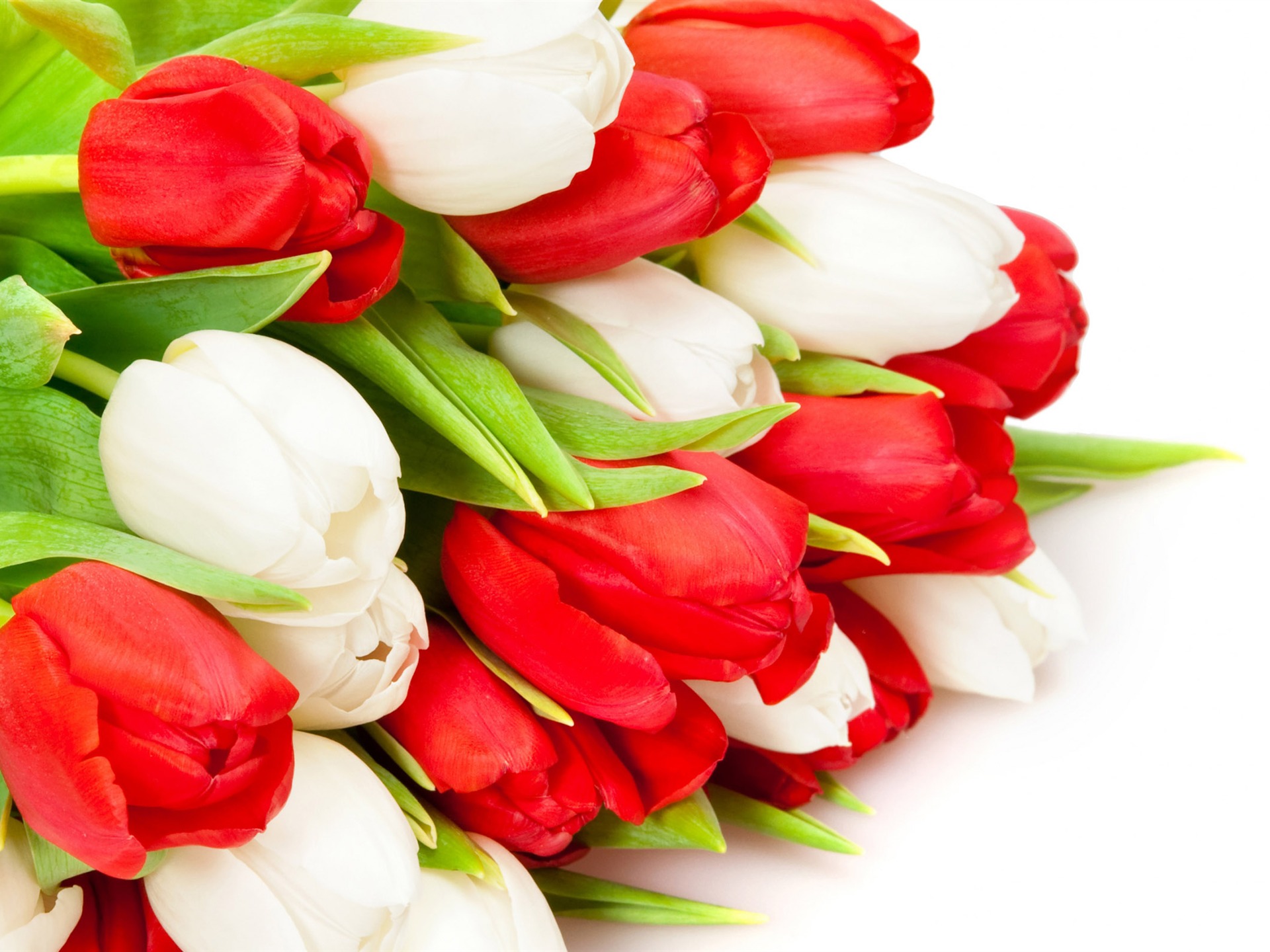 Velký tulipán tapetu (2) #8 - 1920x1440