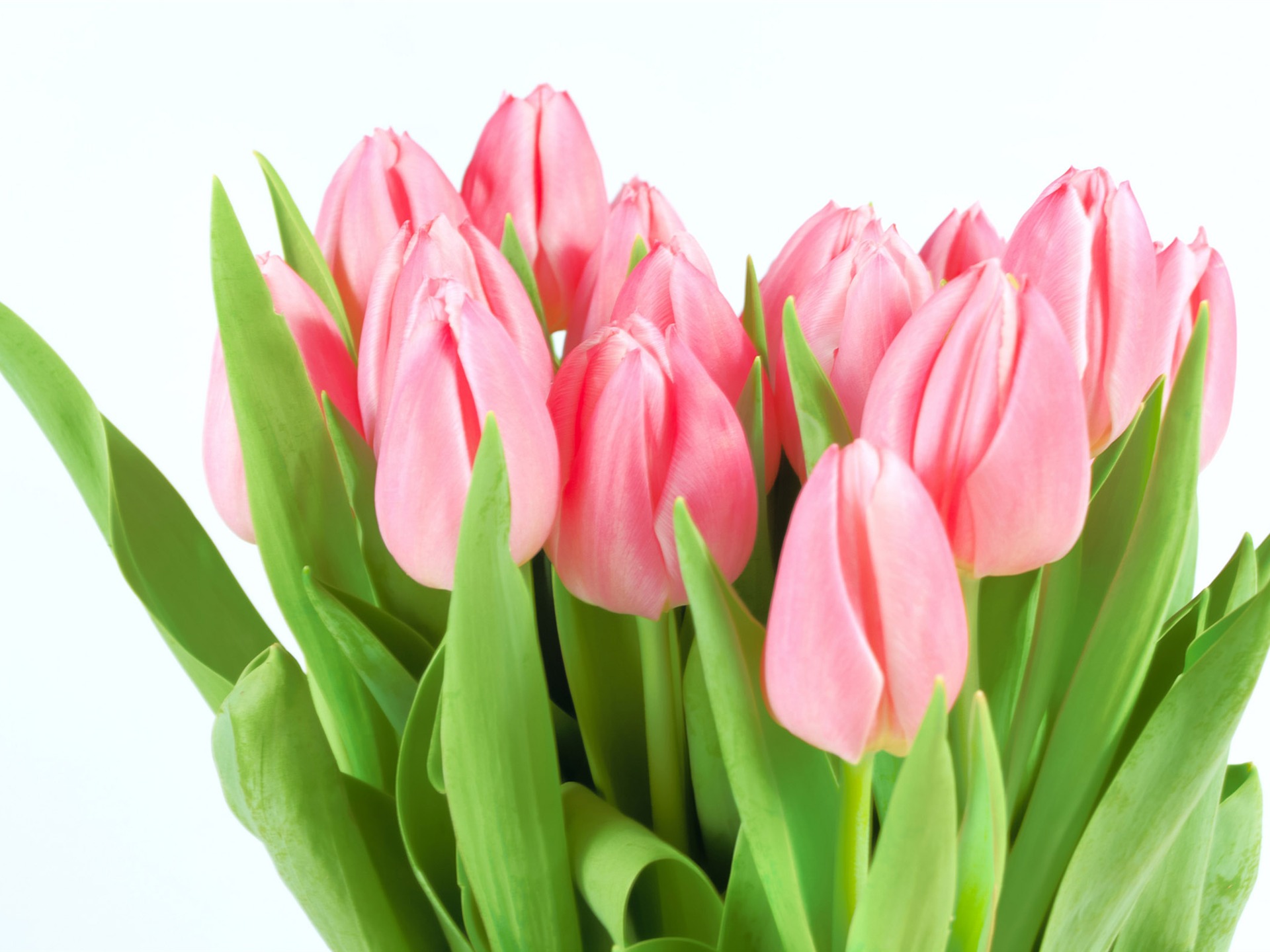 Velký tulipán tapetu (2) #9 - 1920x1440
