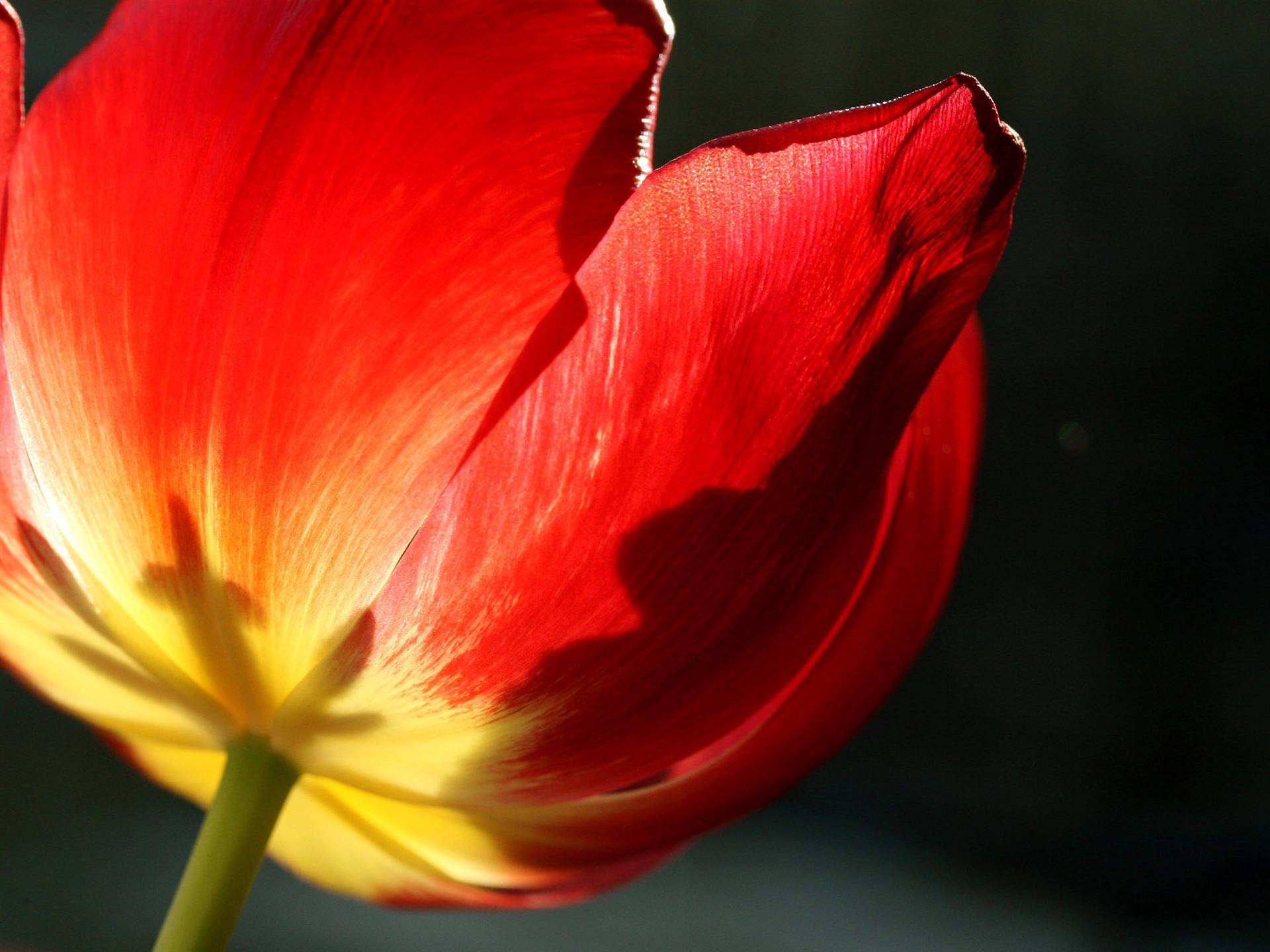 Large tulip wallpaper (2) #11 - 1920x1440