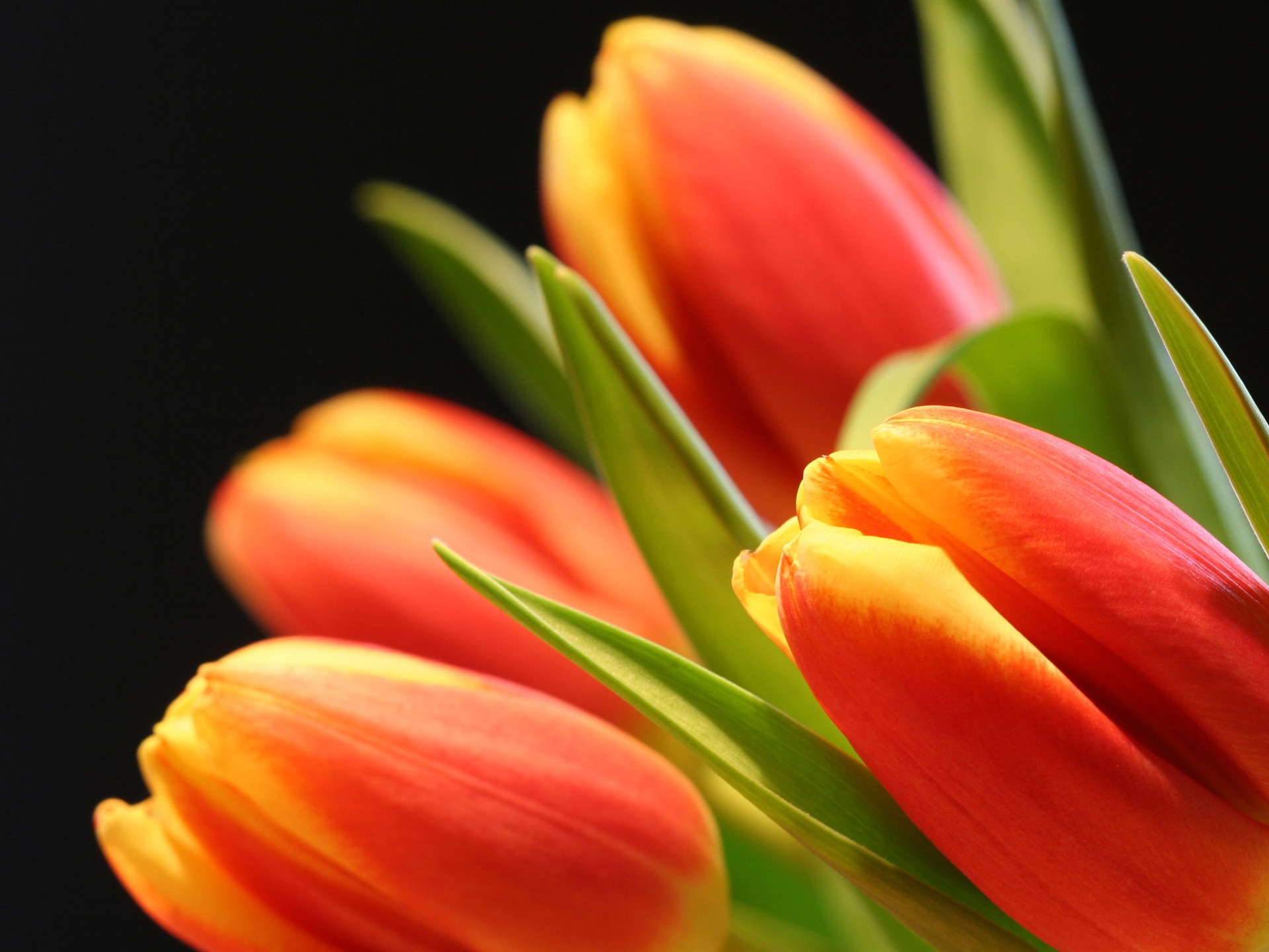 Large tulip wallpaper (2) #12 - 1920x1440