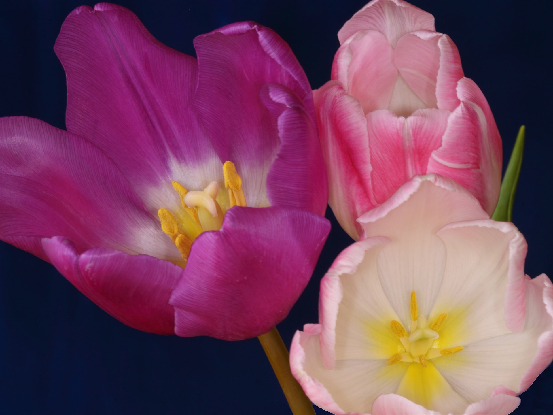 Velký tulipán tapetu (2) #17 - 1920x1440