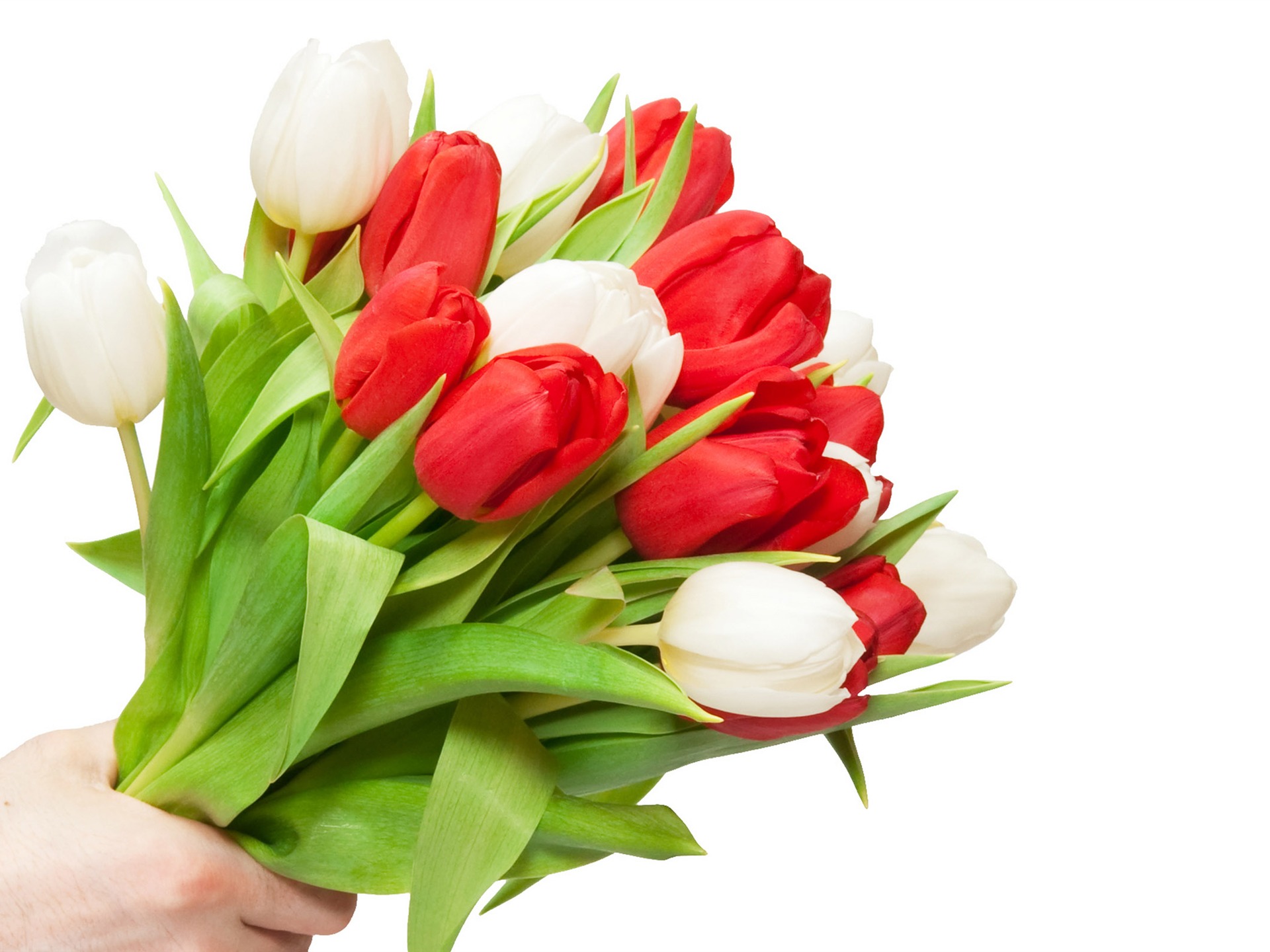 Velký tulipán tapetu (3) #5 - 1920x1440