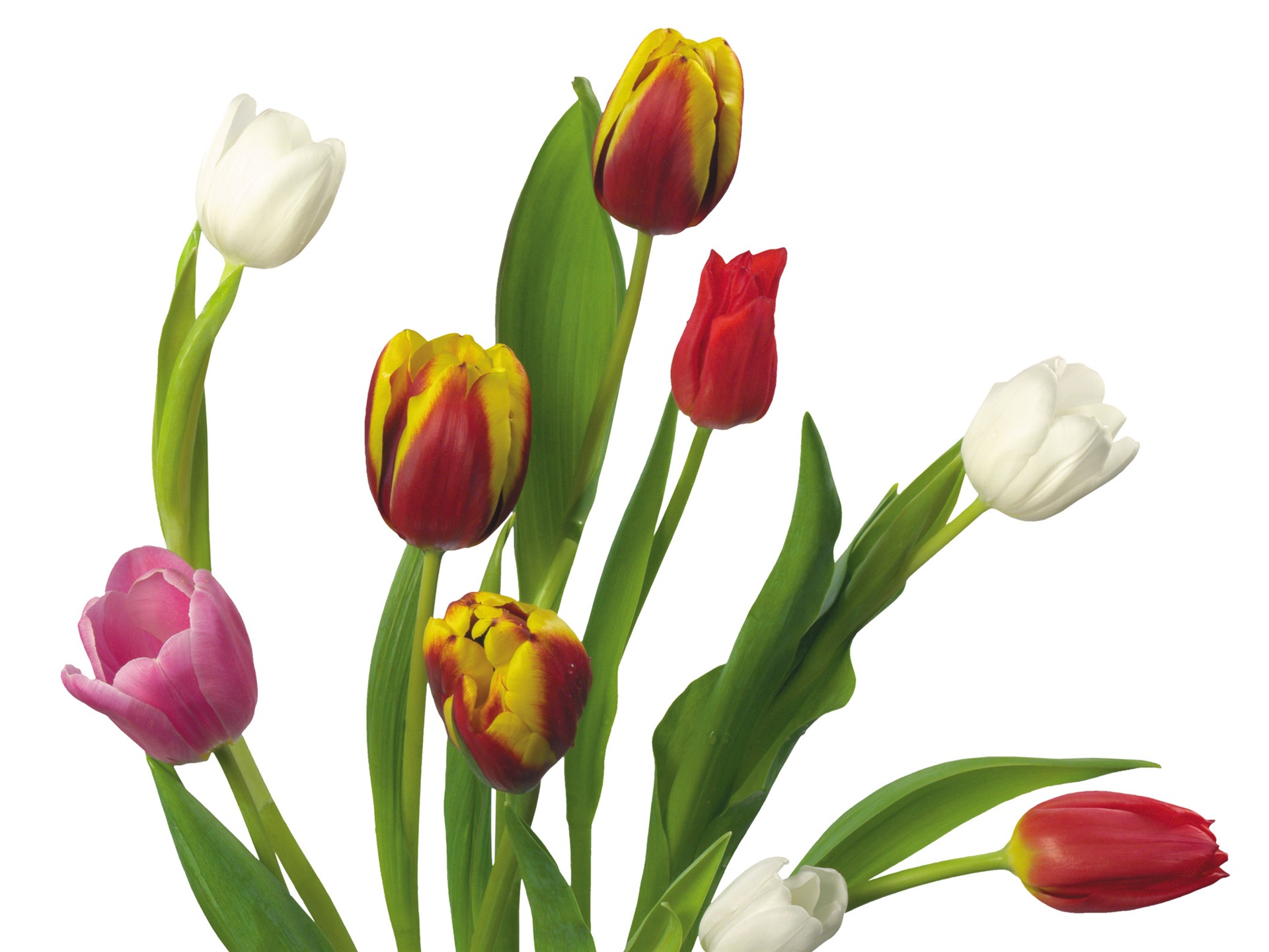 Velký tulipán tapetu (3) #12 - 1920x1440