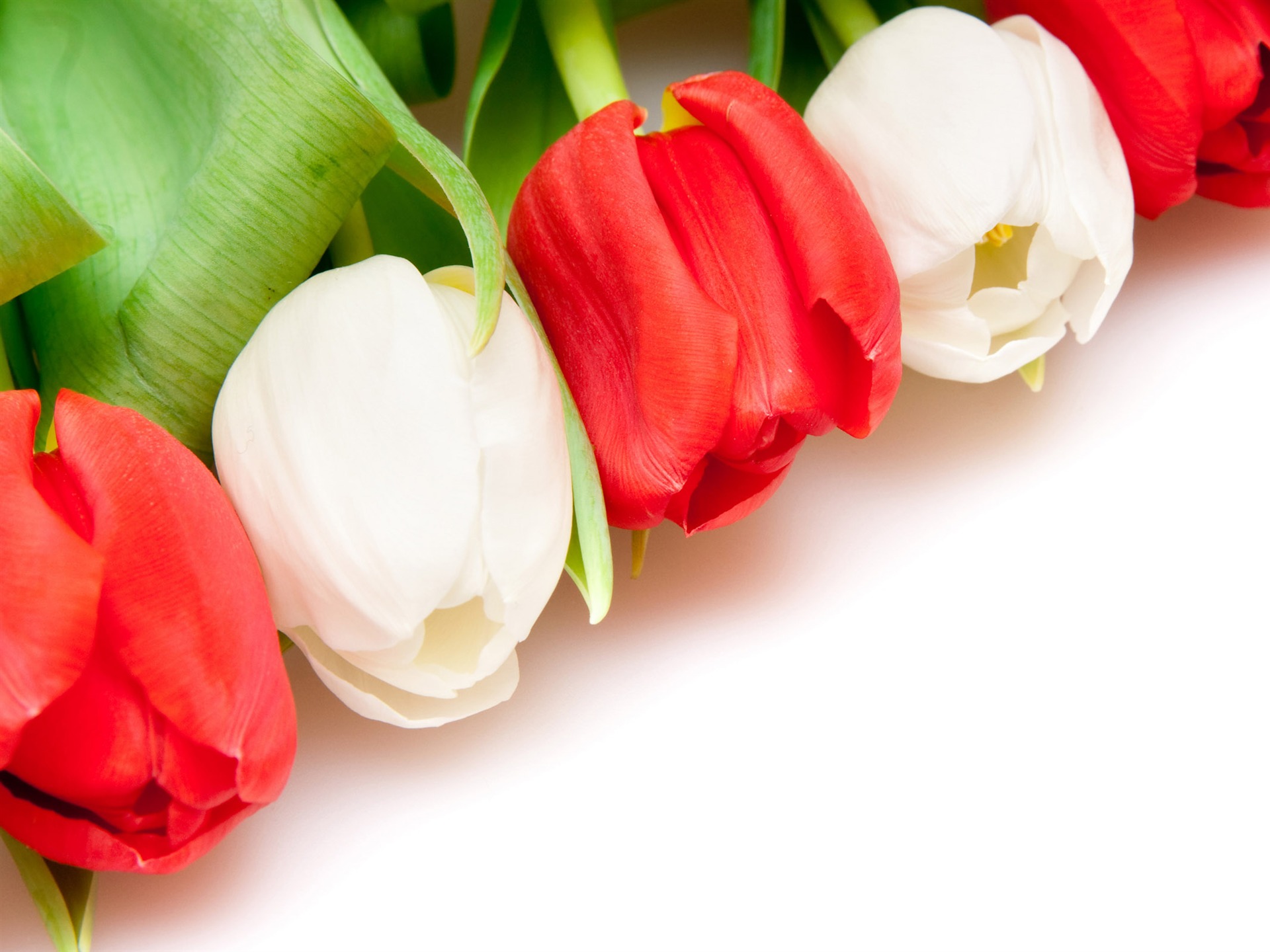 Velký tulipán tapetu (4) #1 - 1920x1440