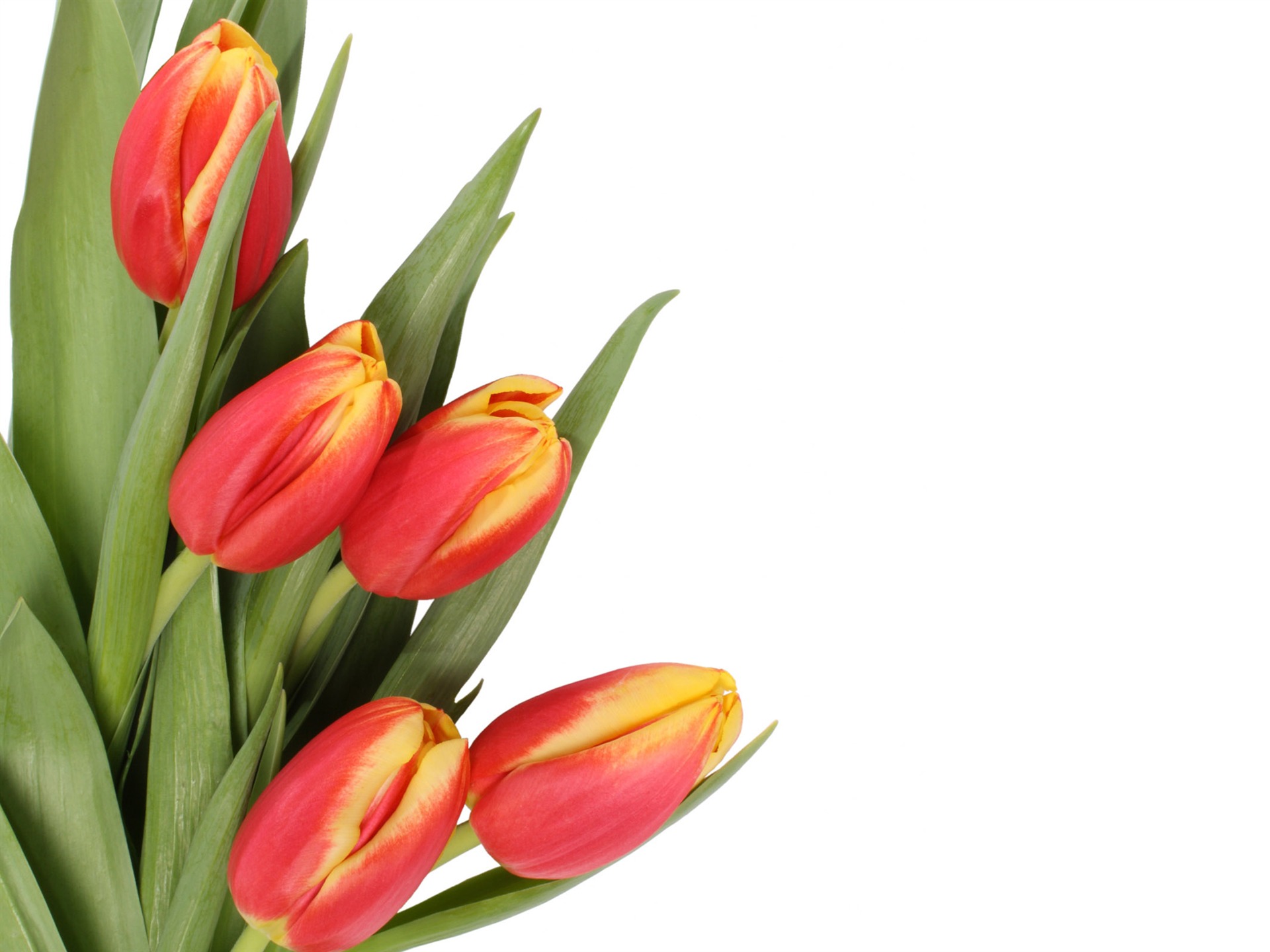 Large tulip wallpaper (4) #7 - 1920x1440