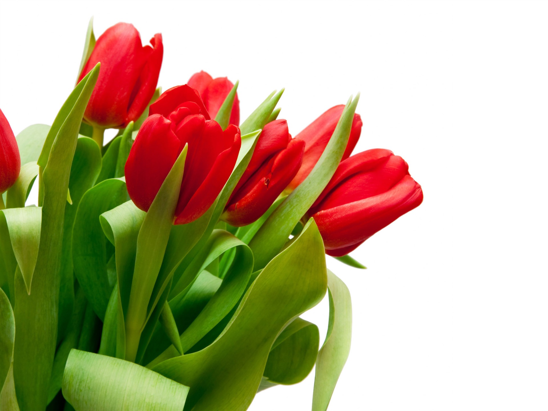 Velký tulipán tapetu (4) #8 - 1920x1440