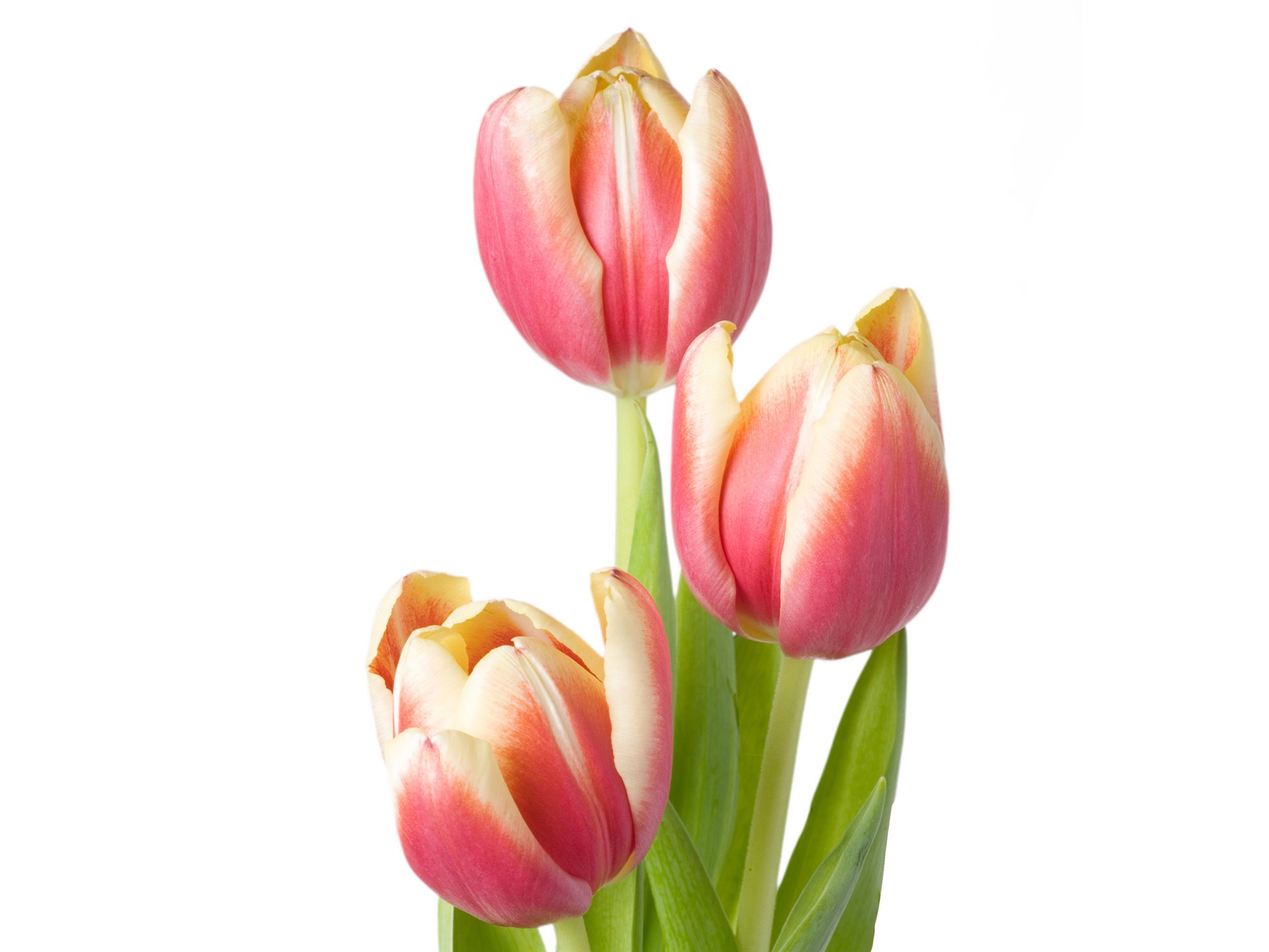 Velký tulipán tapetu (4) #14 - 1920x1440