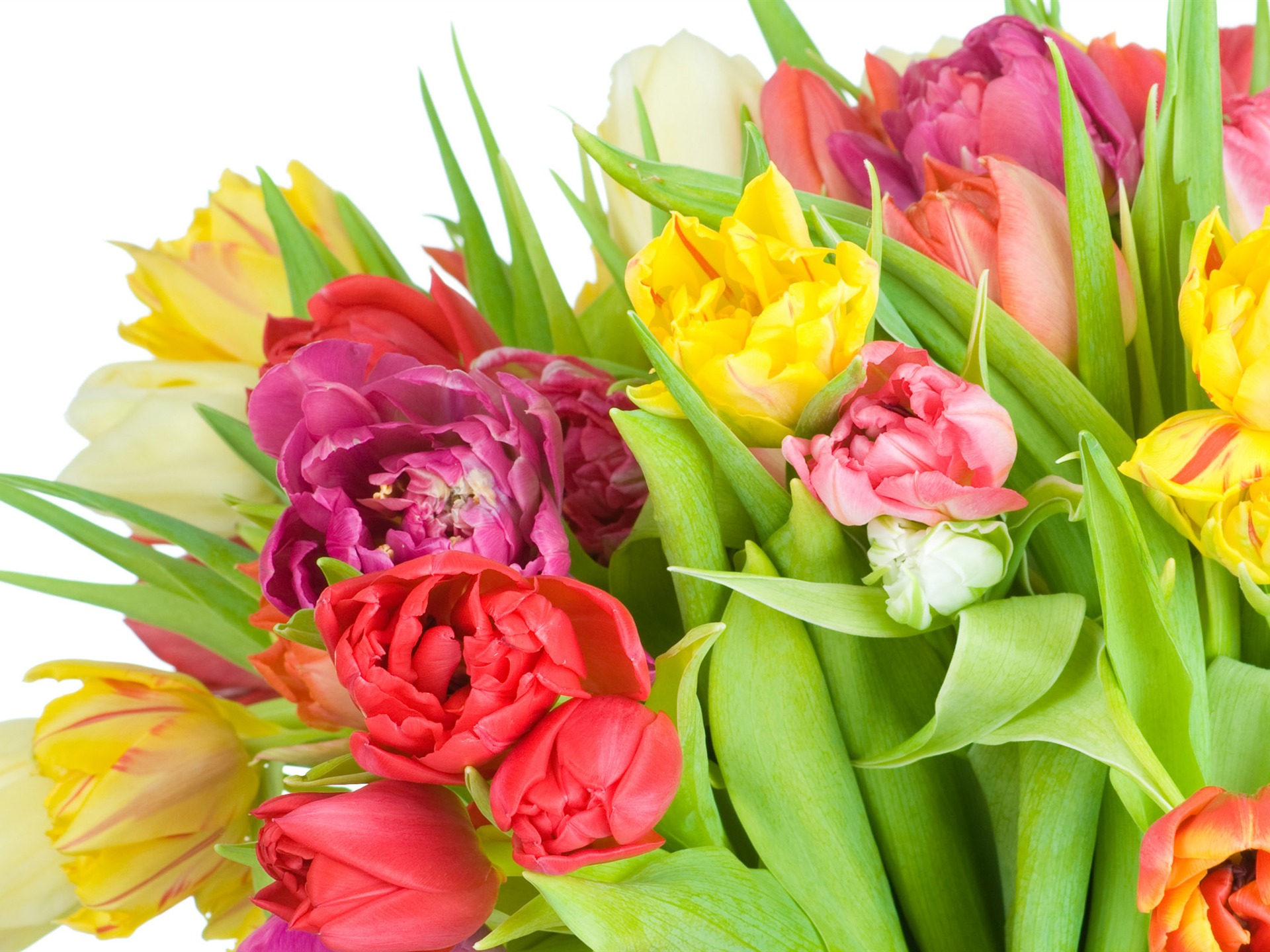 Velký tulipán tapetu (4) #15 - 1920x1440
