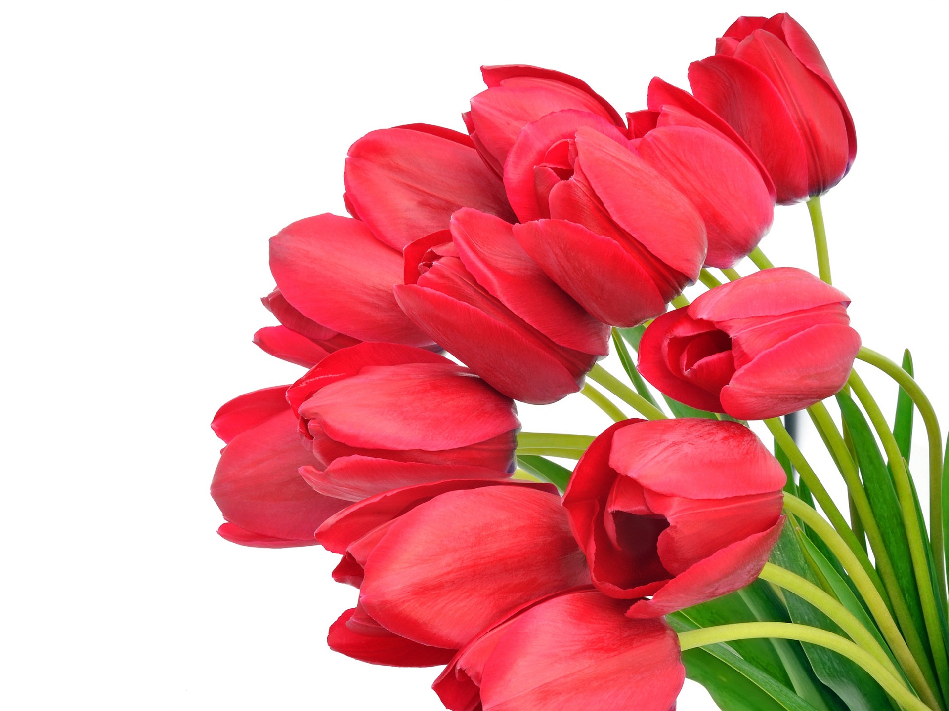 Velký tulipán tapetu (4) #20 - 1920x1440