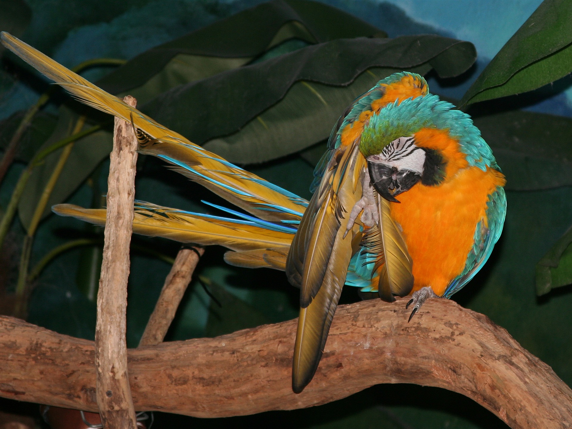 Parrot wallpaper fotoalbum #18 - 1920x1440