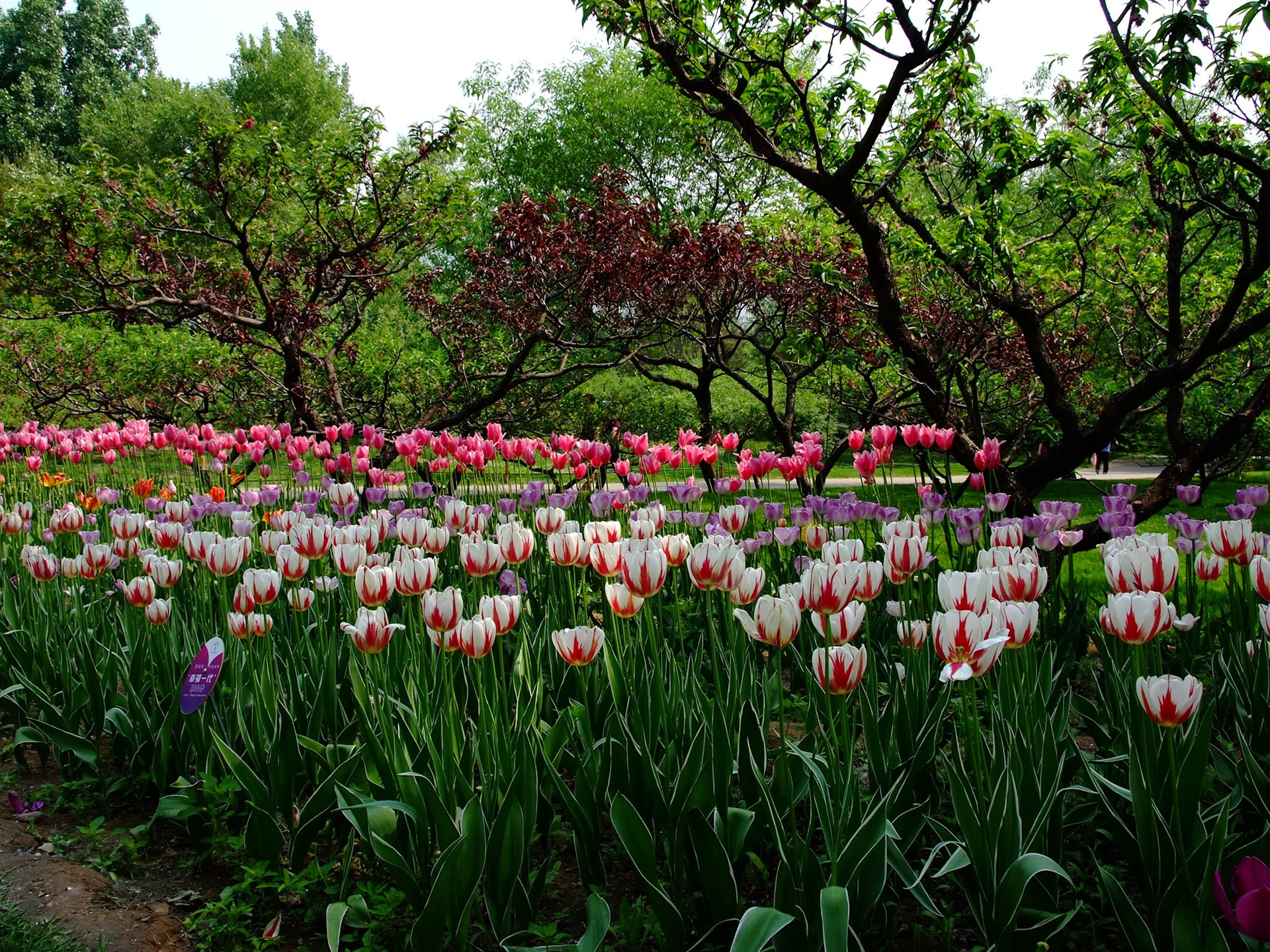 Xiangshan jardín principios del verano (obras barras de refuerzo) #4 - 1920x1440