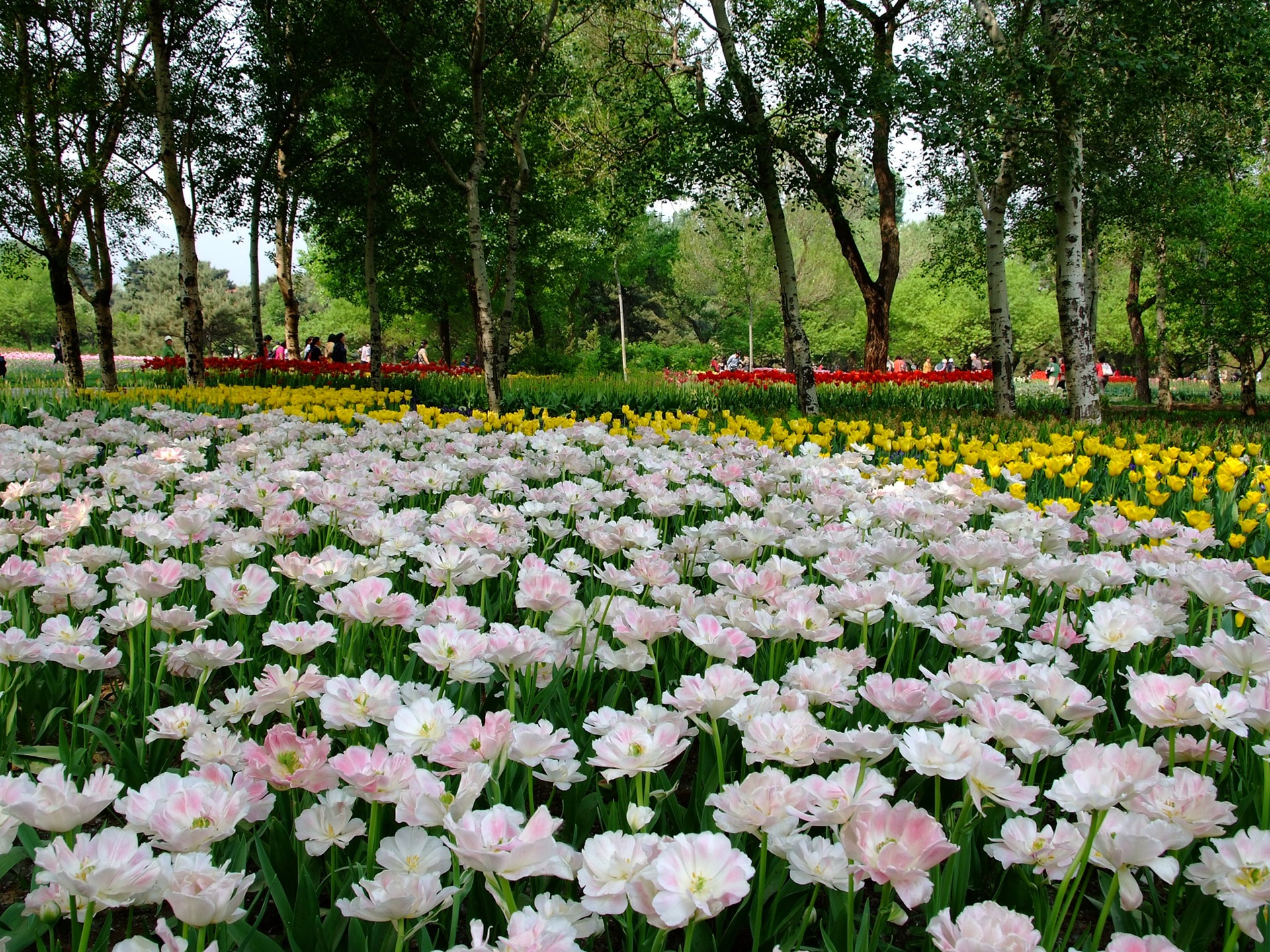 初夏的香山植物園 (螺紋鋼作品) #5 - 1920x1440
