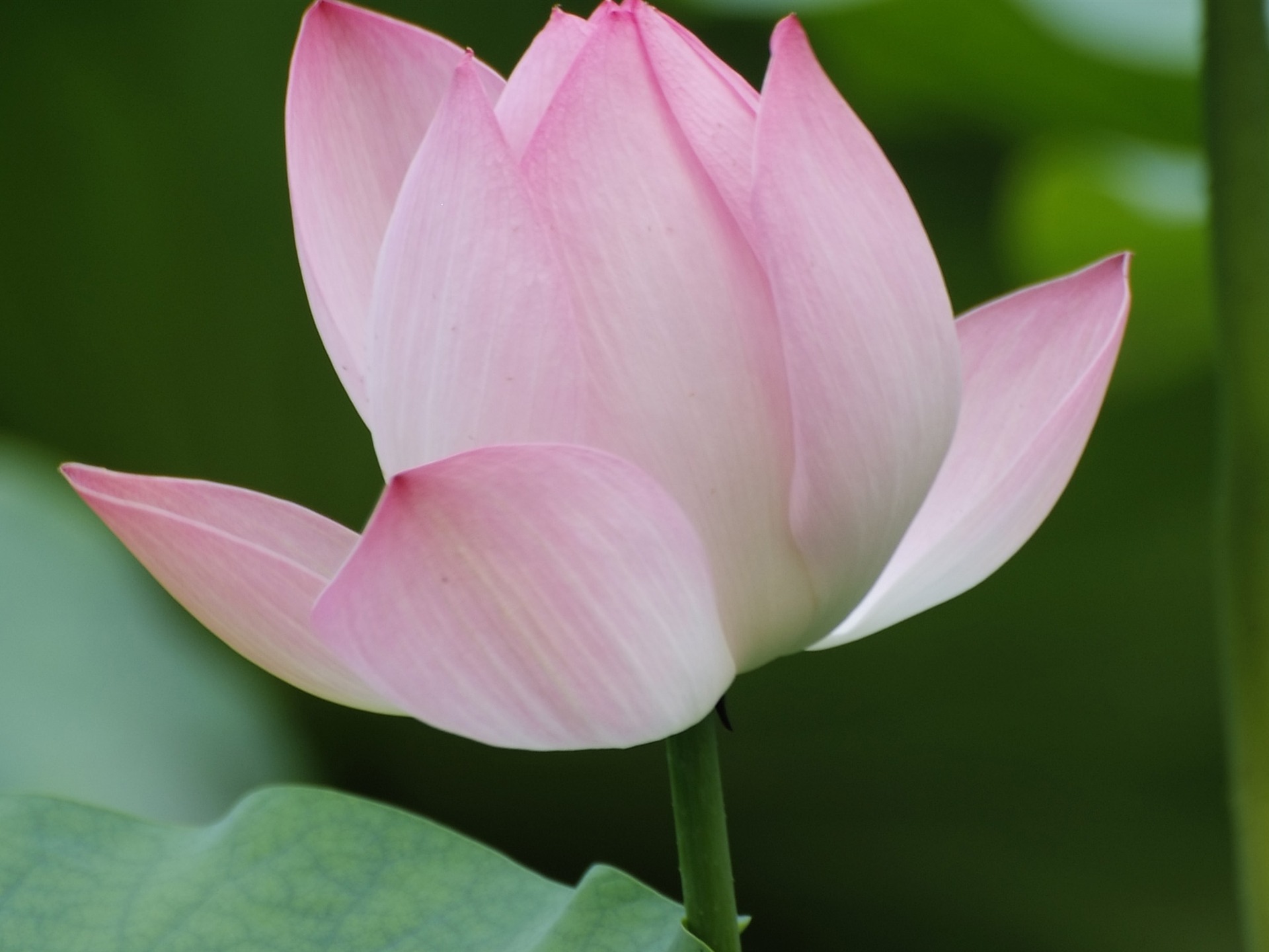 Rose Zahrada Lotus (prutu práce) #3 - 1920x1440
