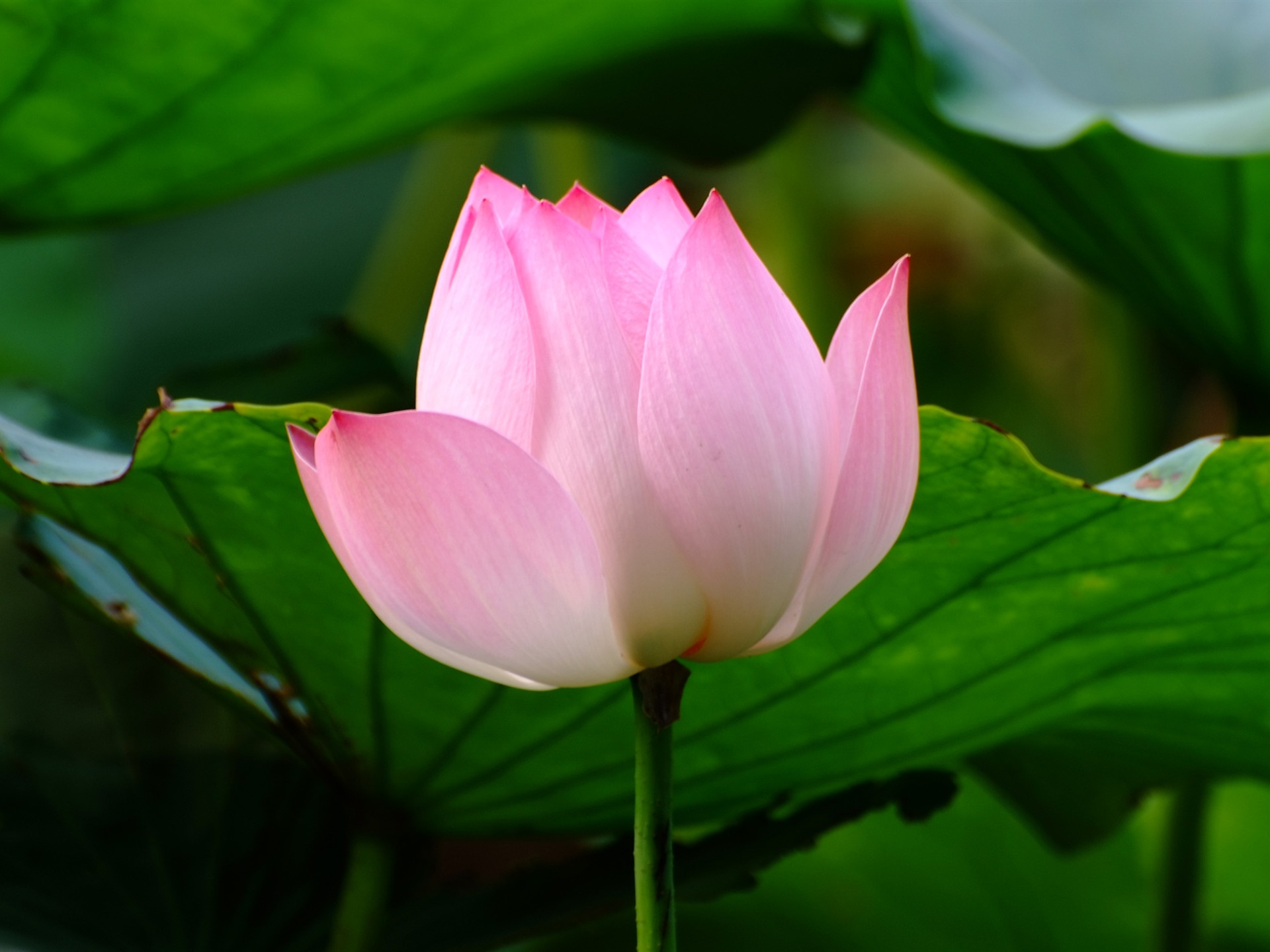 Rose Zahrada Lotus (prutu práce) #5 - 1920x1440