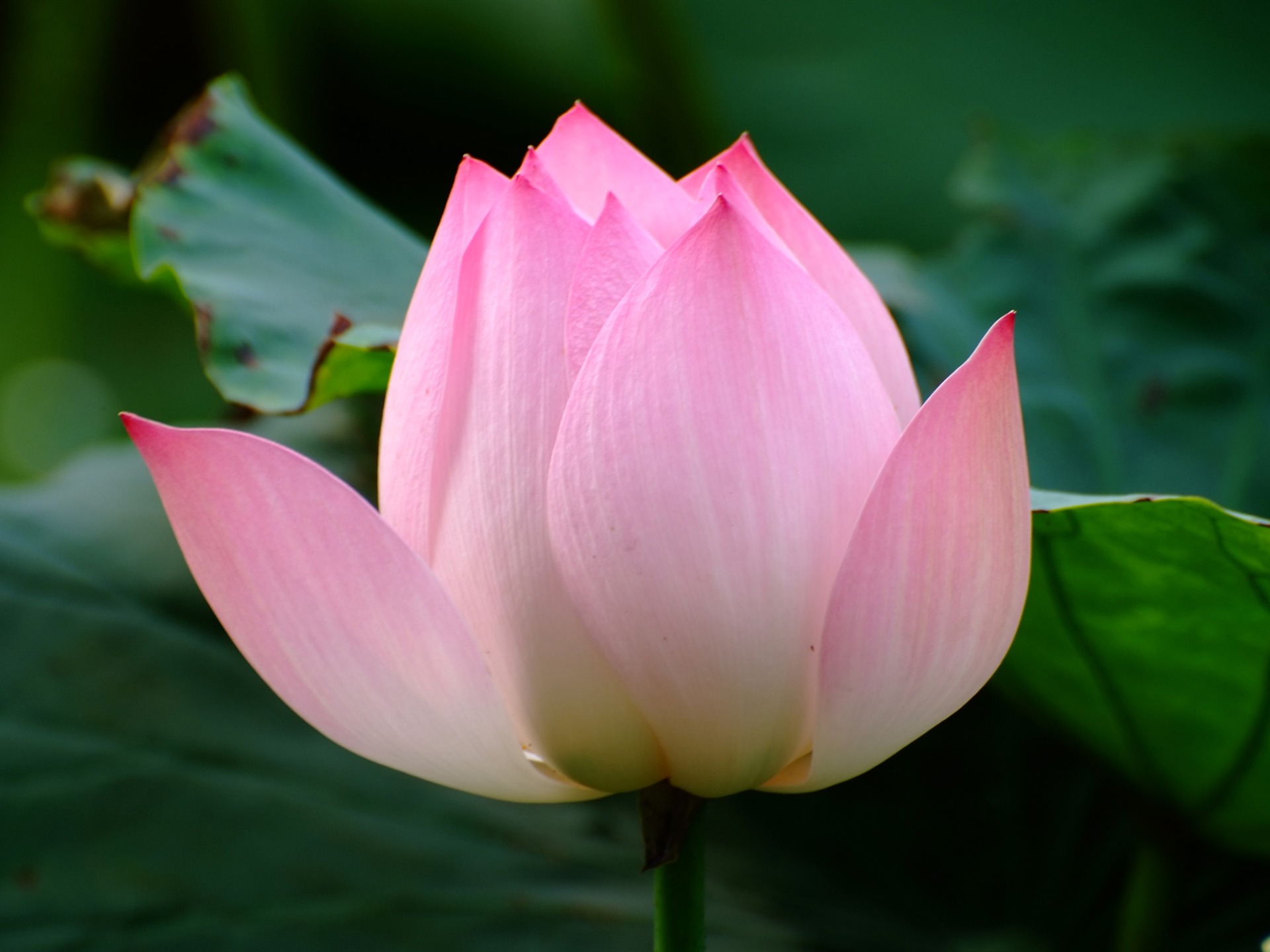 Rose Zahrada Lotus (prutu práce) #6 - 1920x1440