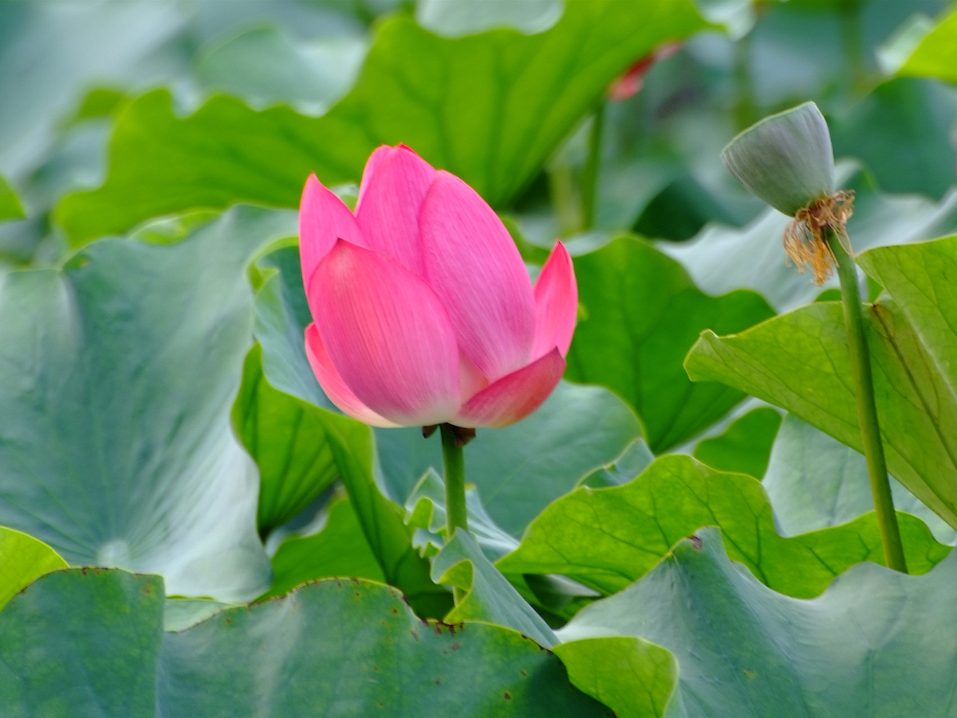 Rose Zahrada Lotus (prutu práce) #7 - 1920x1440