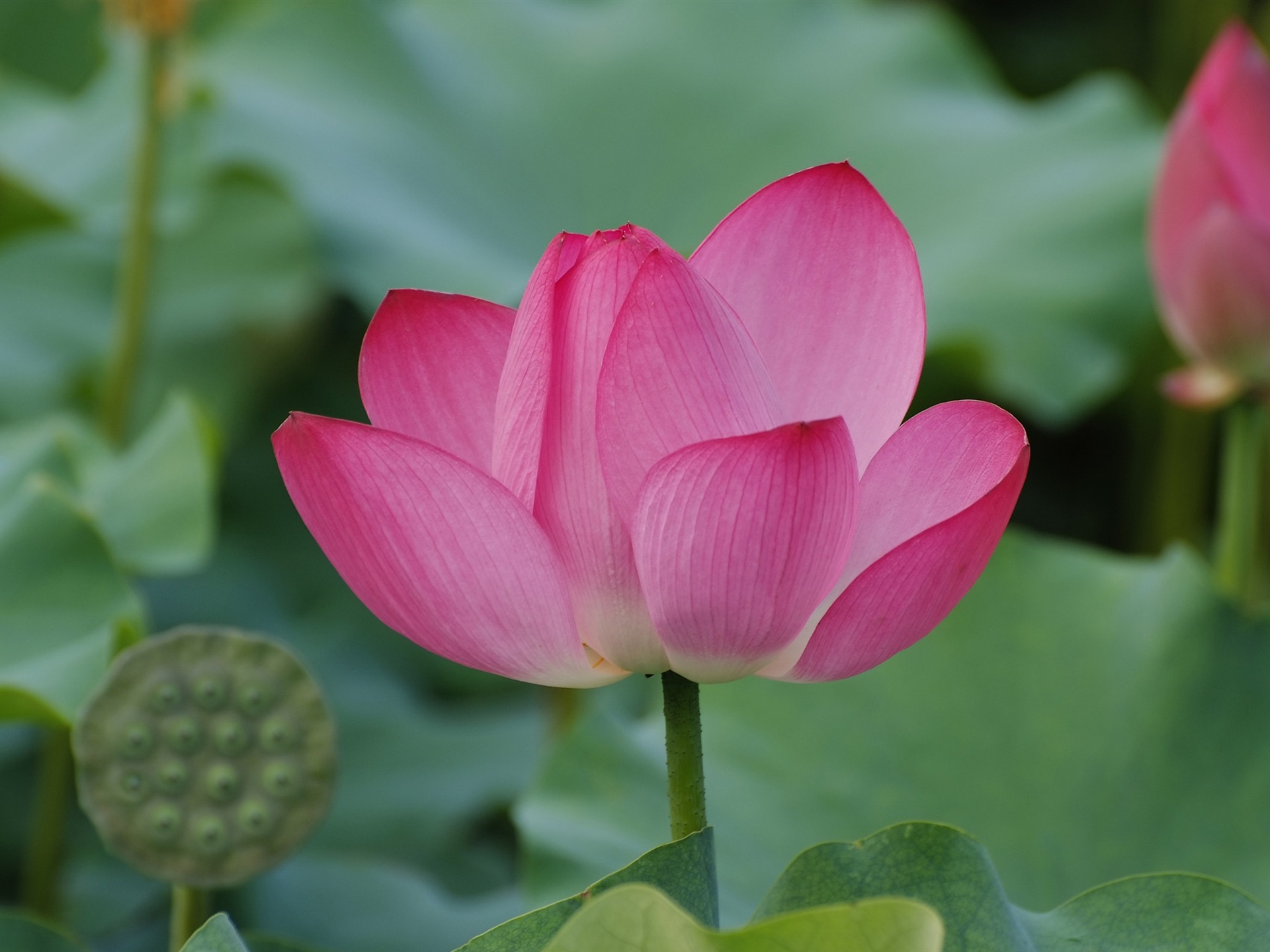 Rose Zahrada Lotus (prutu práce) #8 - 1920x1440