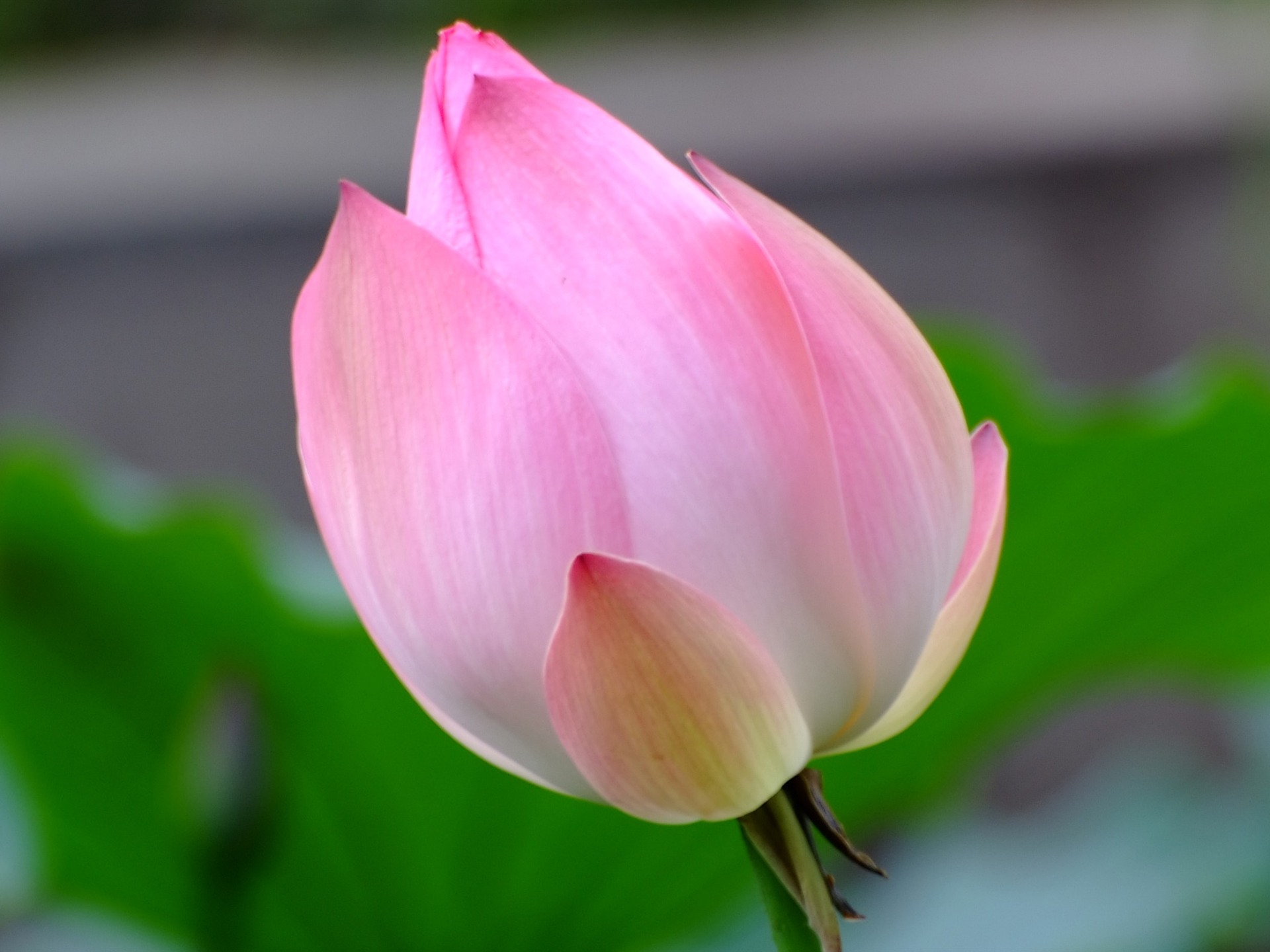 Rose Zahrada Lotus (prutu práce) #9 - 1920x1440