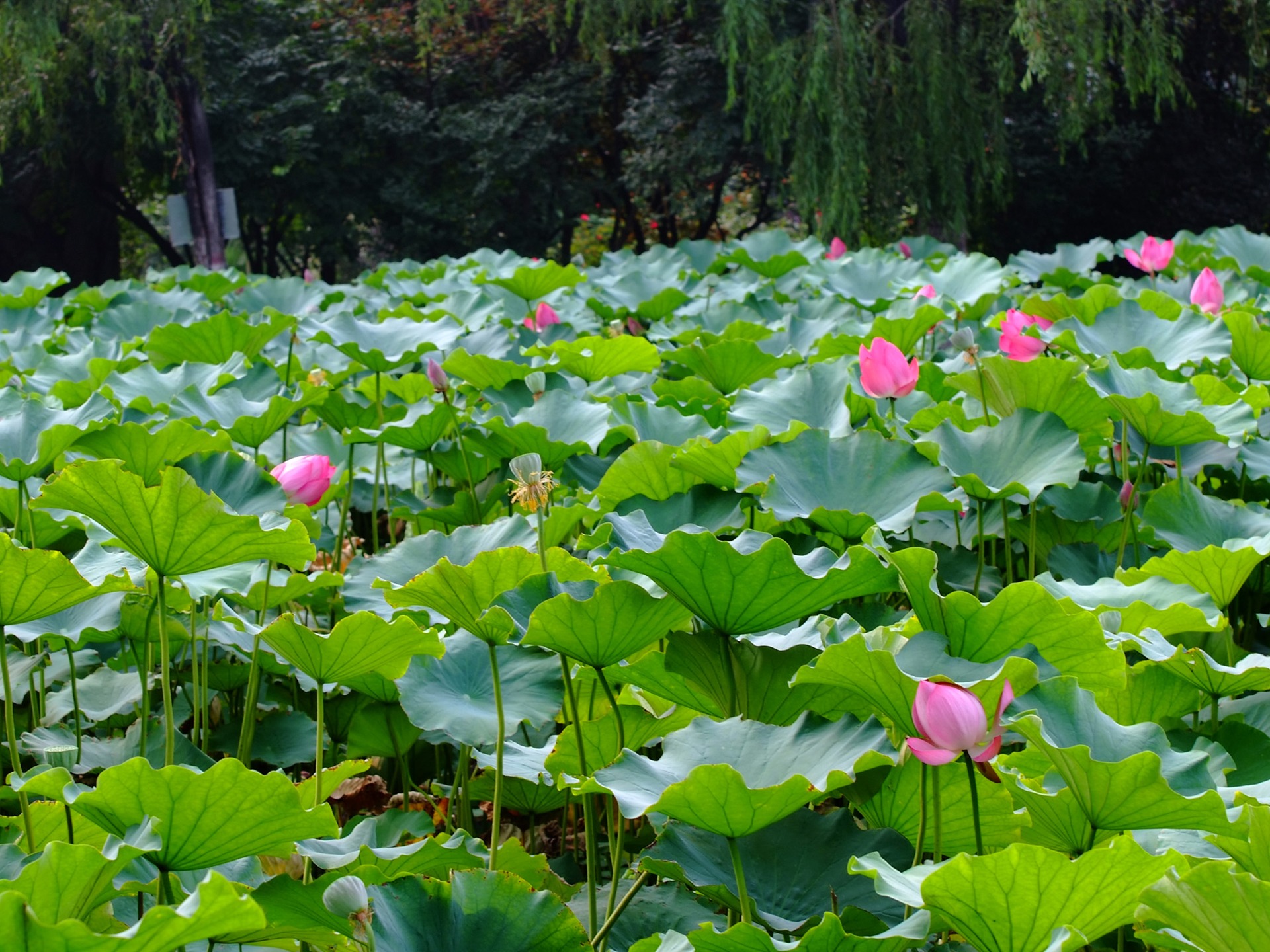 Rose Zahrada Lotus (prutu práce) #10 - 1920x1440