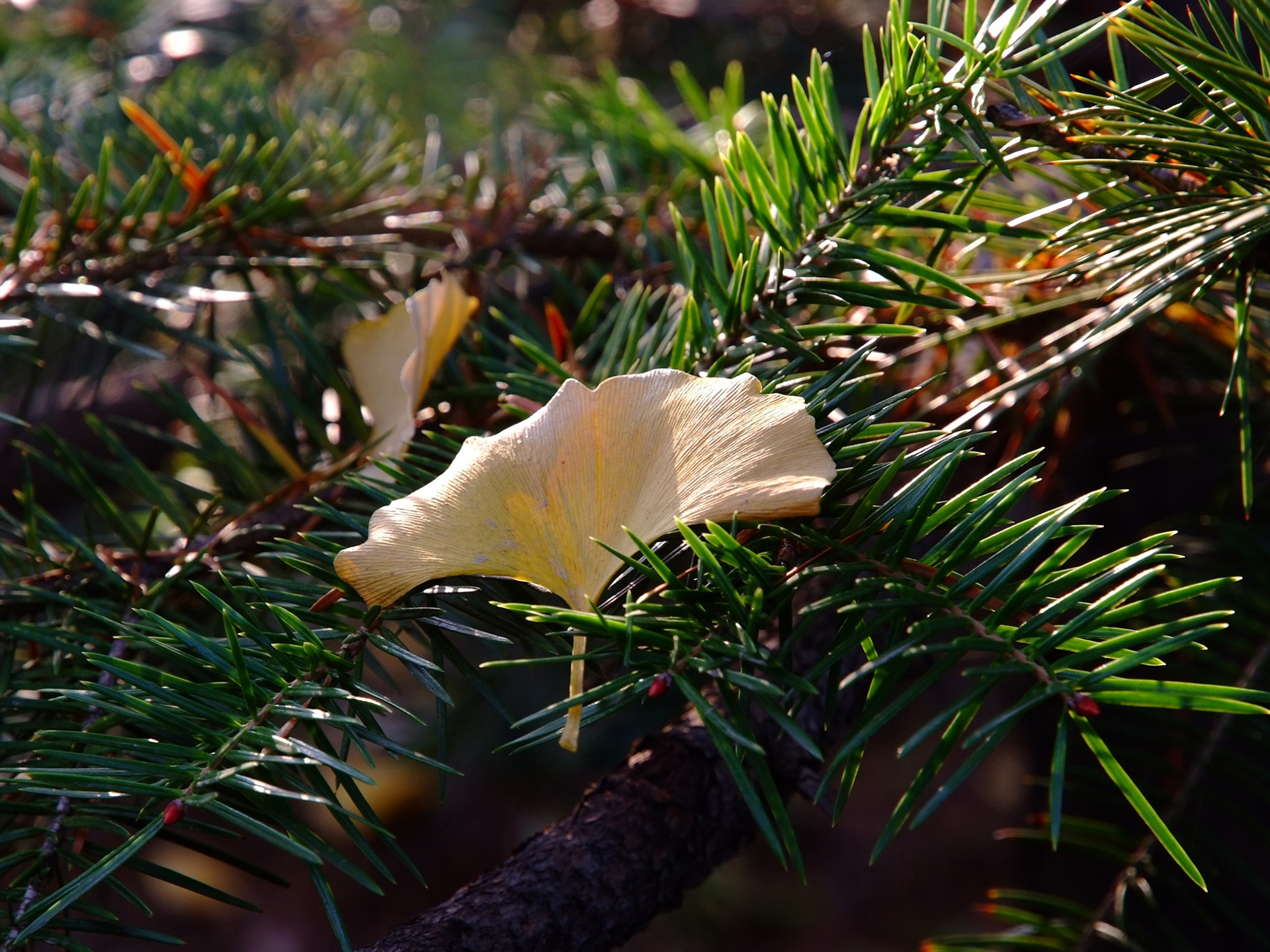 Xiangshan podzimní zahrada (prutu práce) #4 - 1920x1440