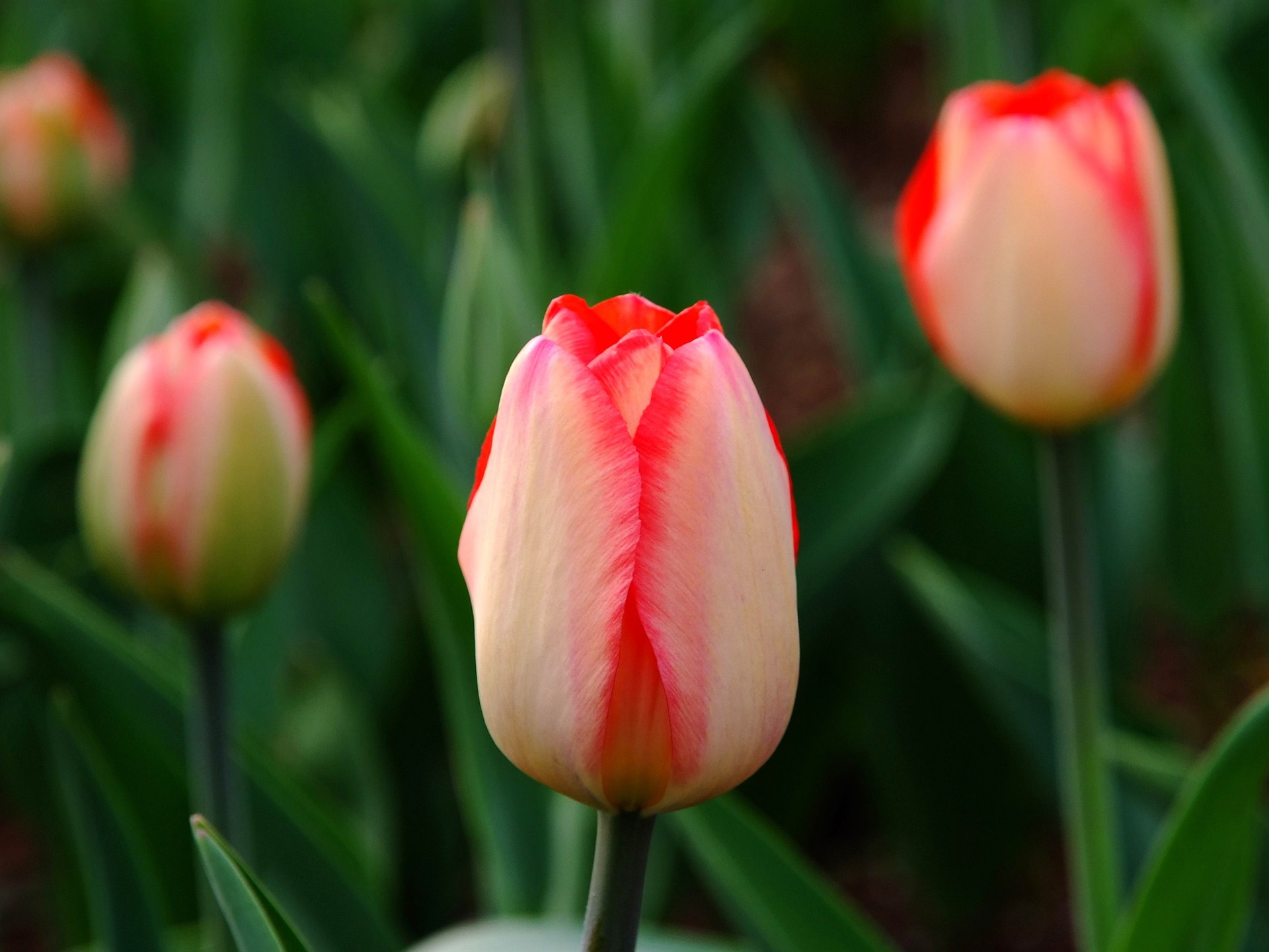 Animal Flower Macro (Bewehren) #1 - 1920x1440