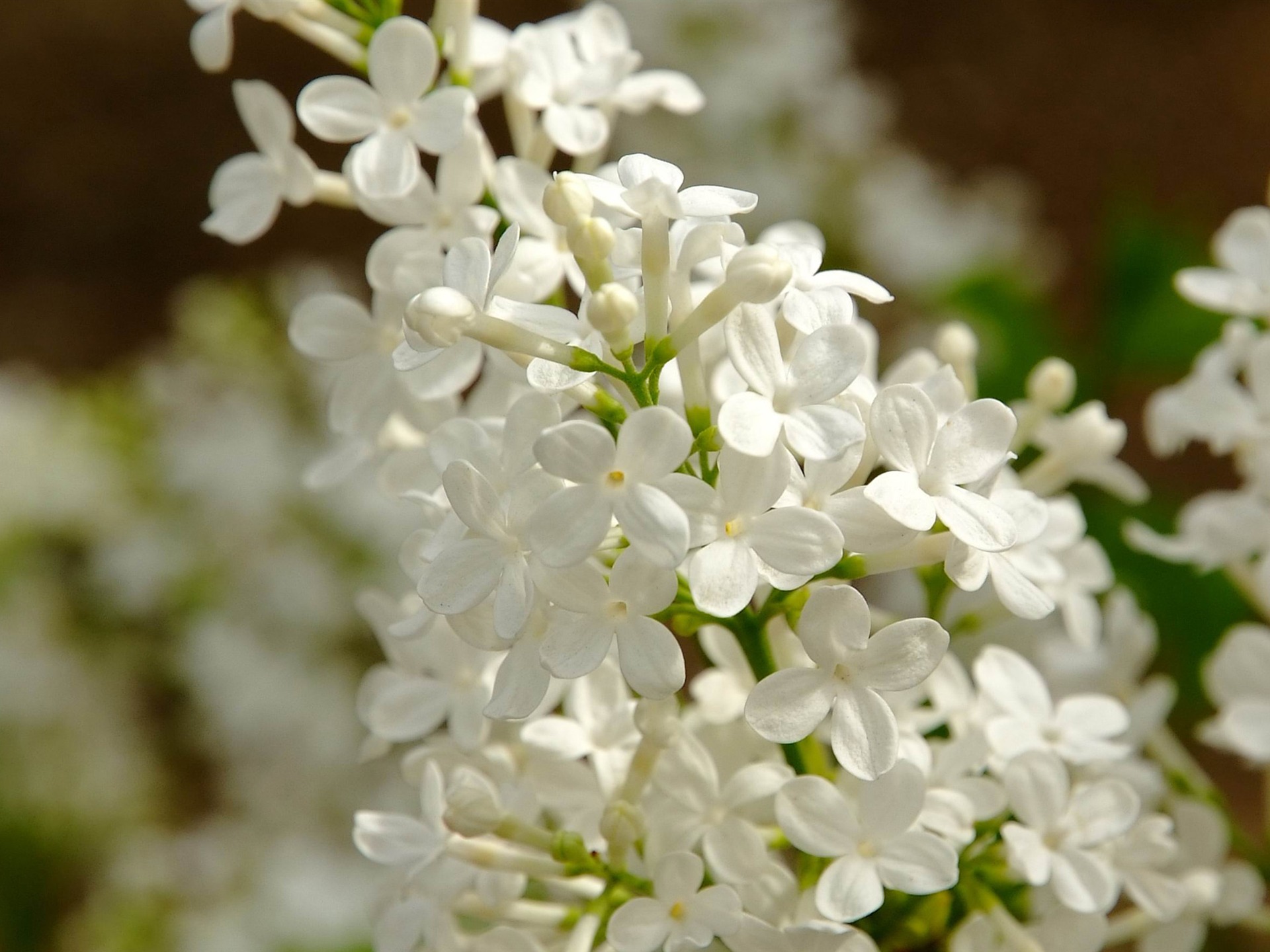 Animal Flower Macro (Bewehren) #8 - 1920x1440