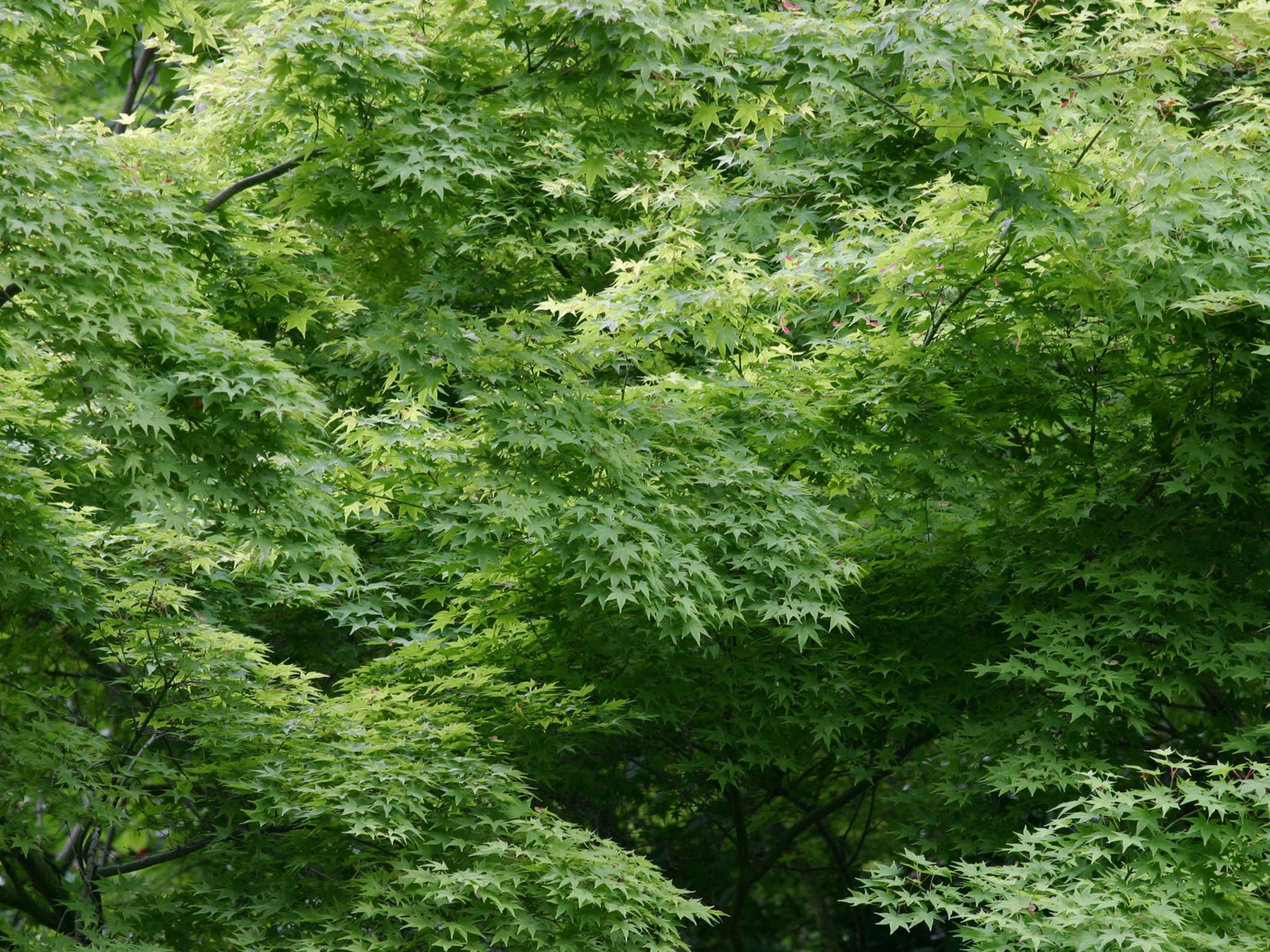 MAC OS X 系統 高清壁紙(一) #17 - 1920x1440