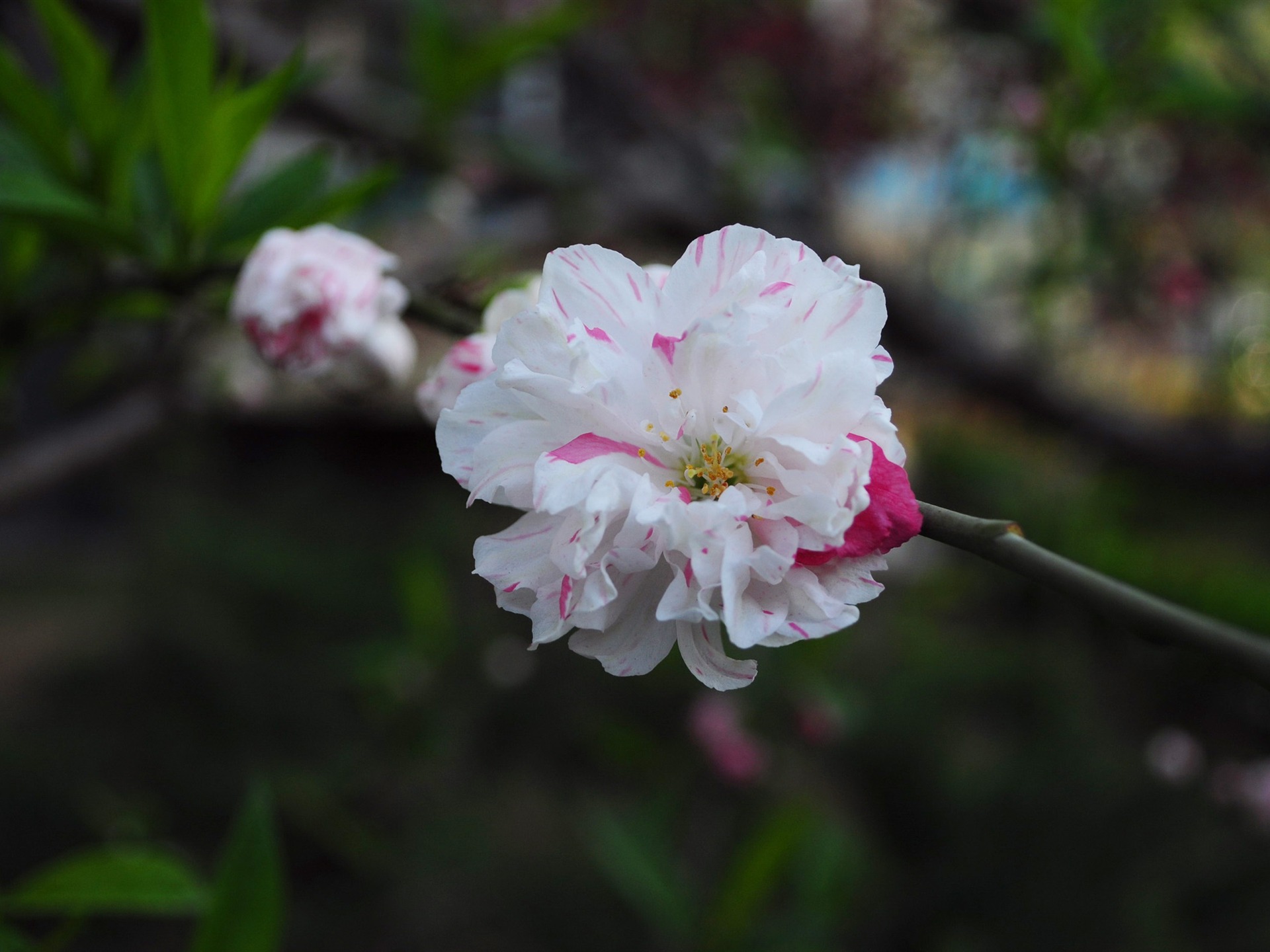 花草攝影 高清合集(一) #19 - 1920x1440