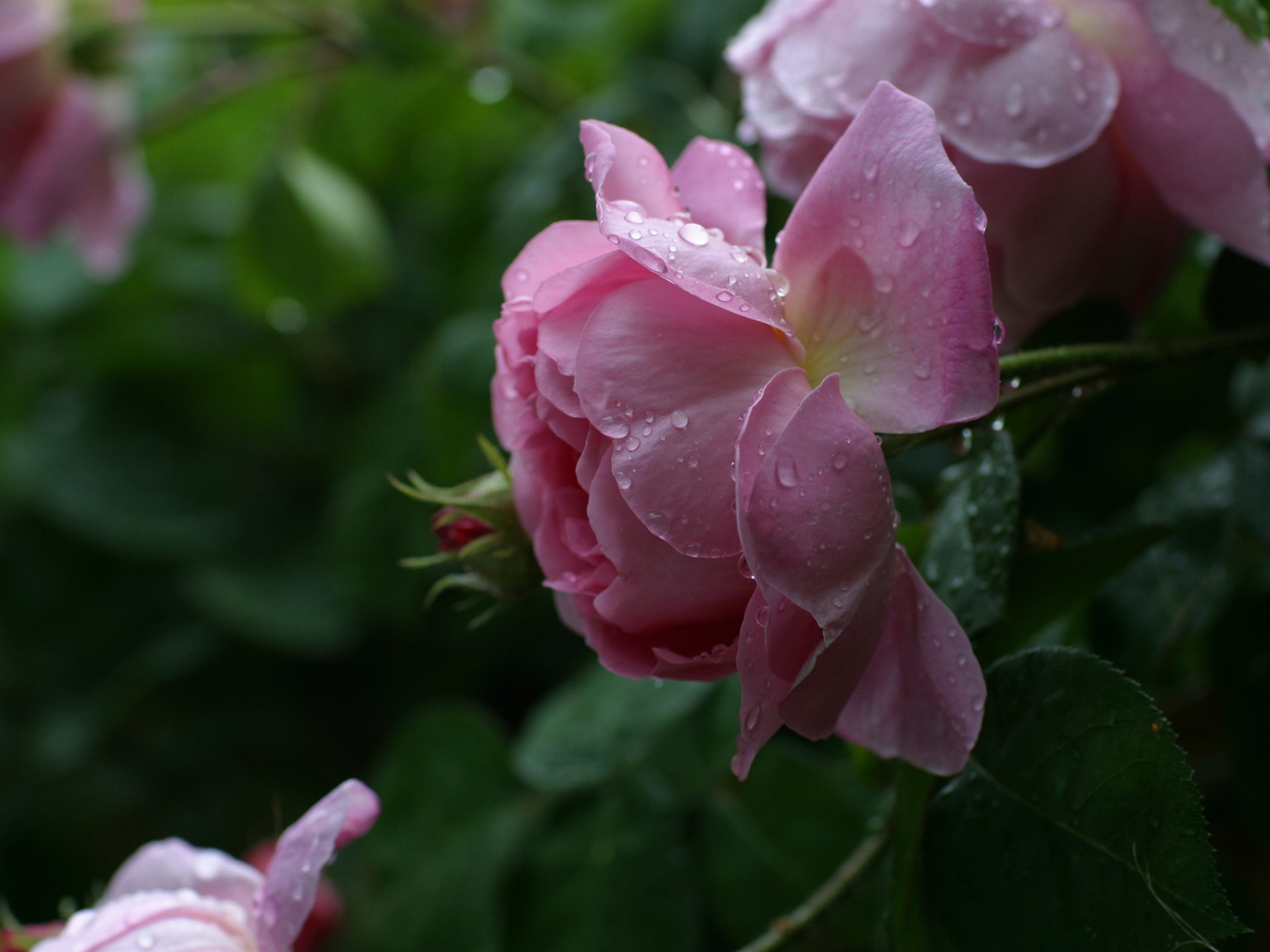 超大鲜花绿叶特写 壁纸(一)6 - 1920x1440