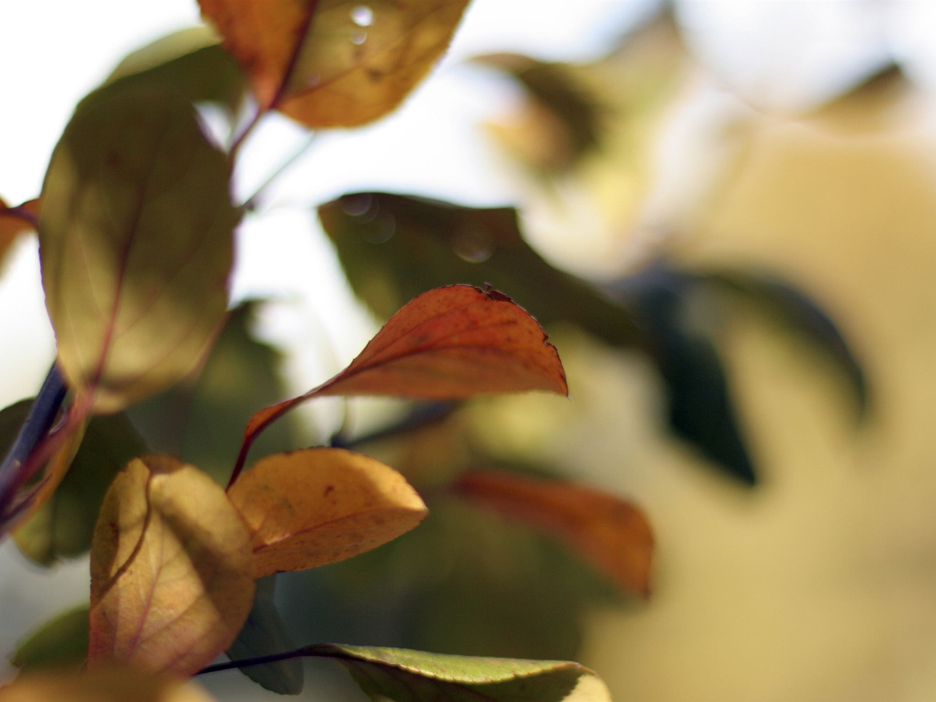 Large green leaves close-up flower wallpaper (2) #5 - 1920x1440