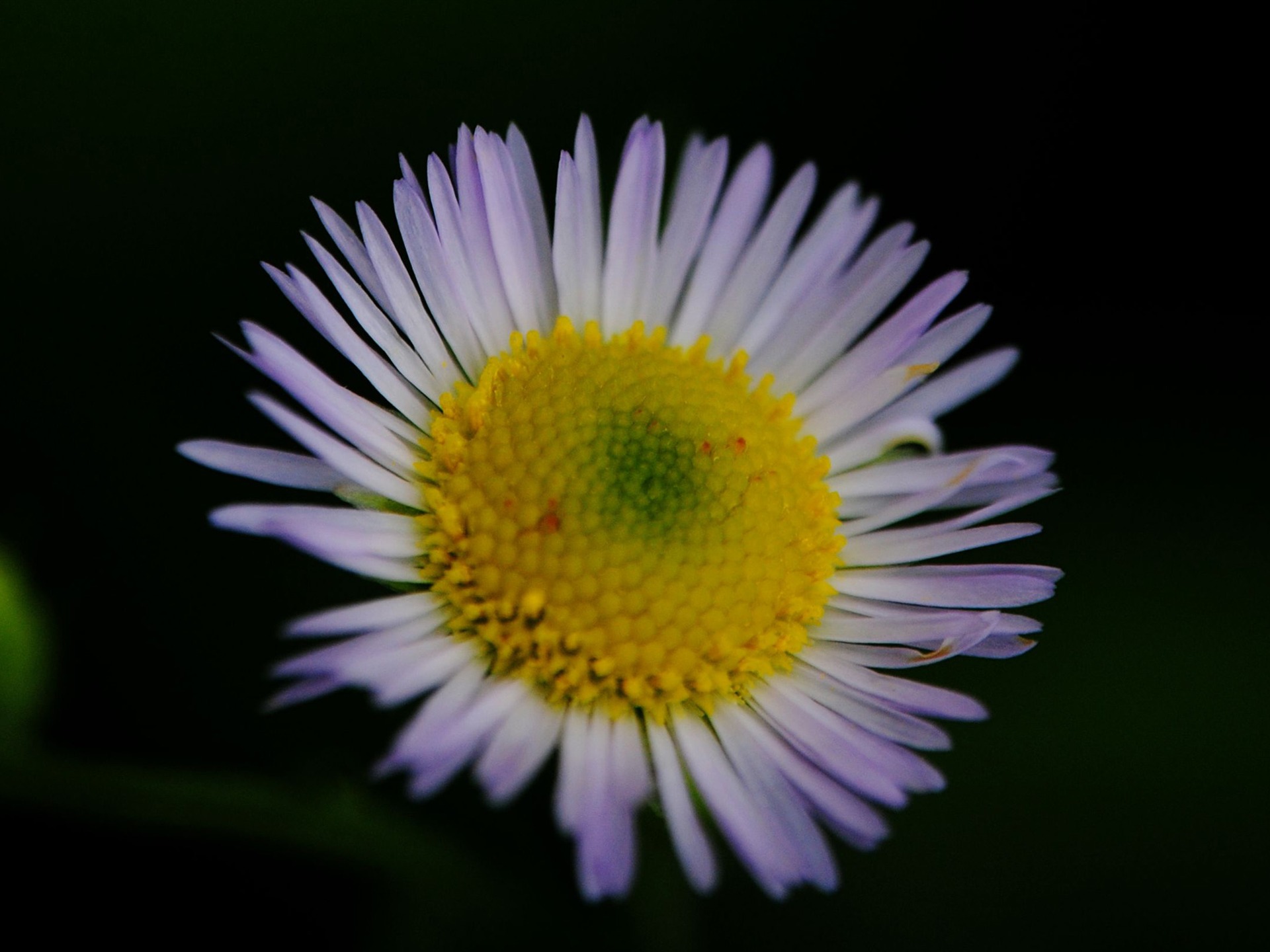 Flowers macro (Pretty in Pink 526 entries) #8 - 1920x1440