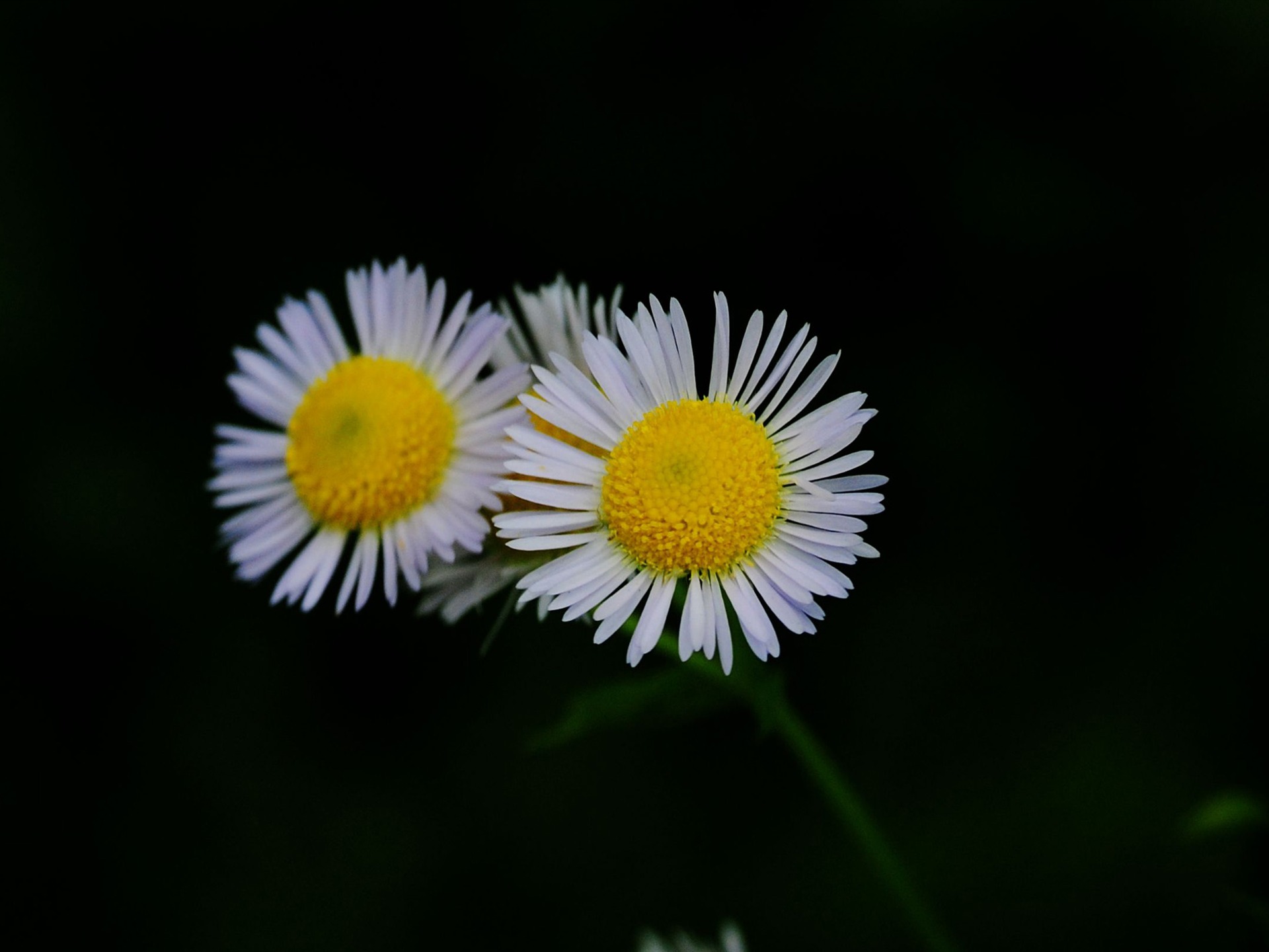 macro fleurs (Pretty in Pink 526 entrées) #11 - 1920x1440