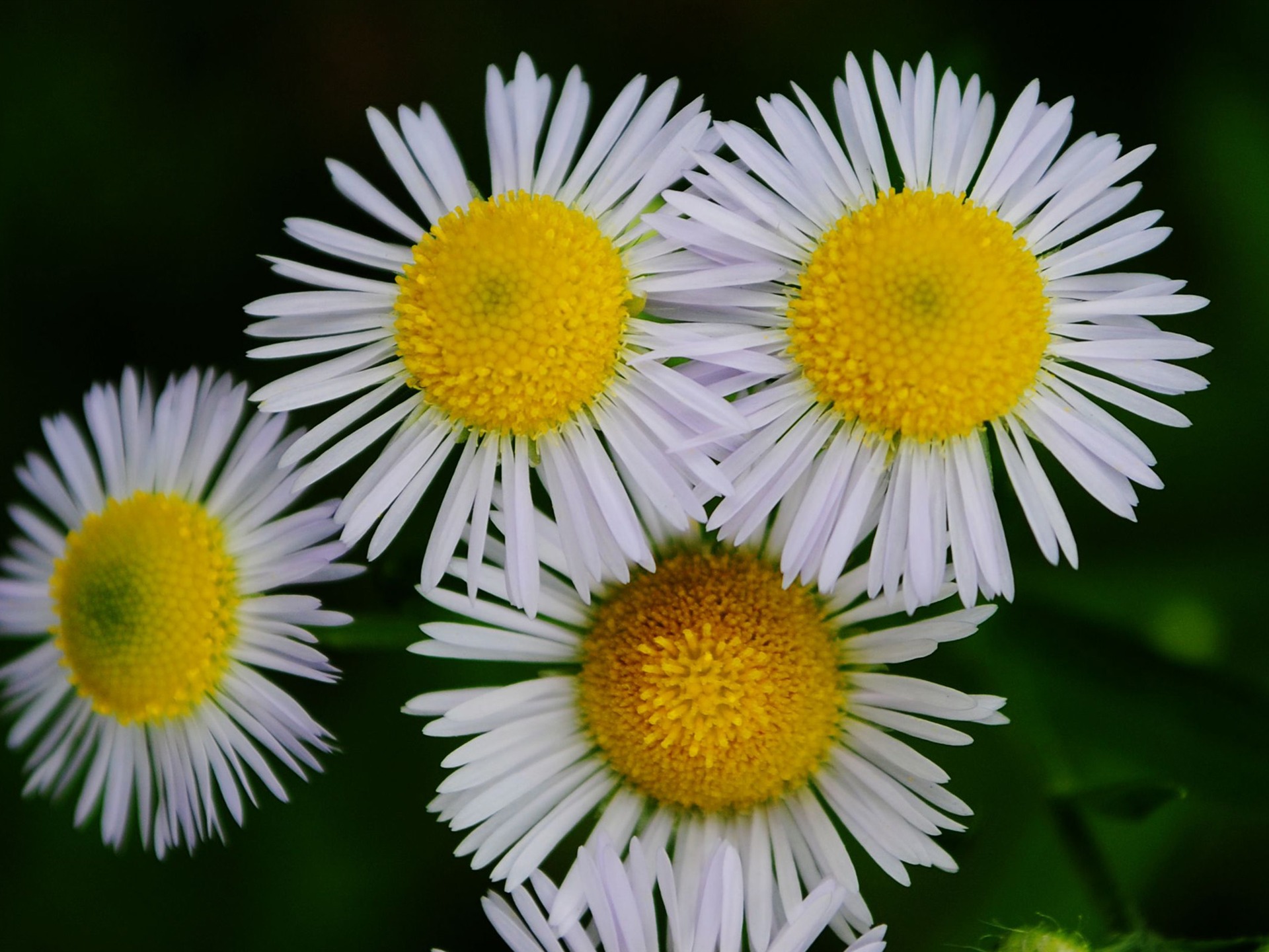 Flowers macro (Pretty in Pink 526 entries) #20 - 1920x1440