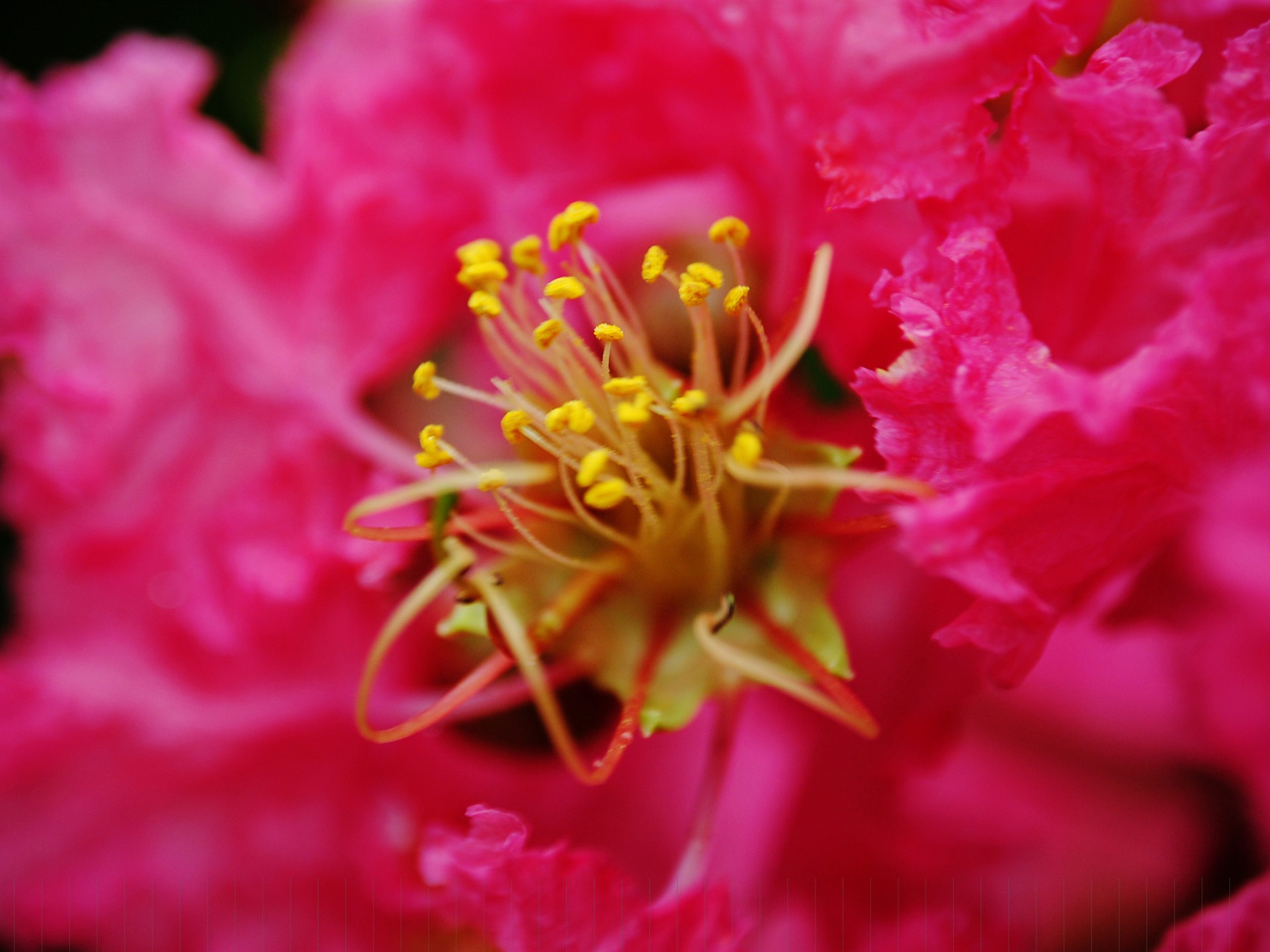 花（Pretty in Pinkで526エントリ） #19 - 1920x1440