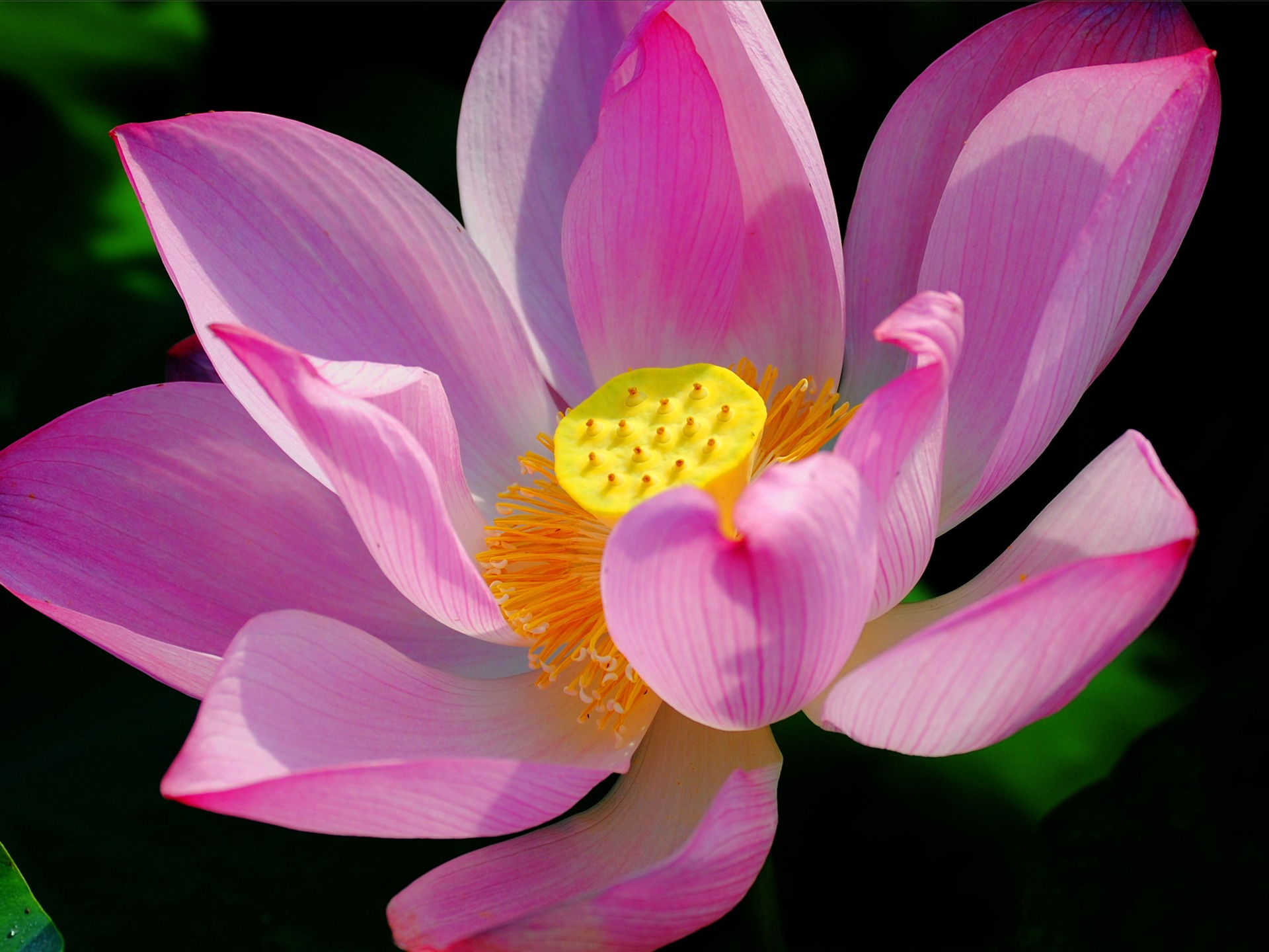 Květiny (Pretty in Pink 526 záznamů) #20 - 1920x1440