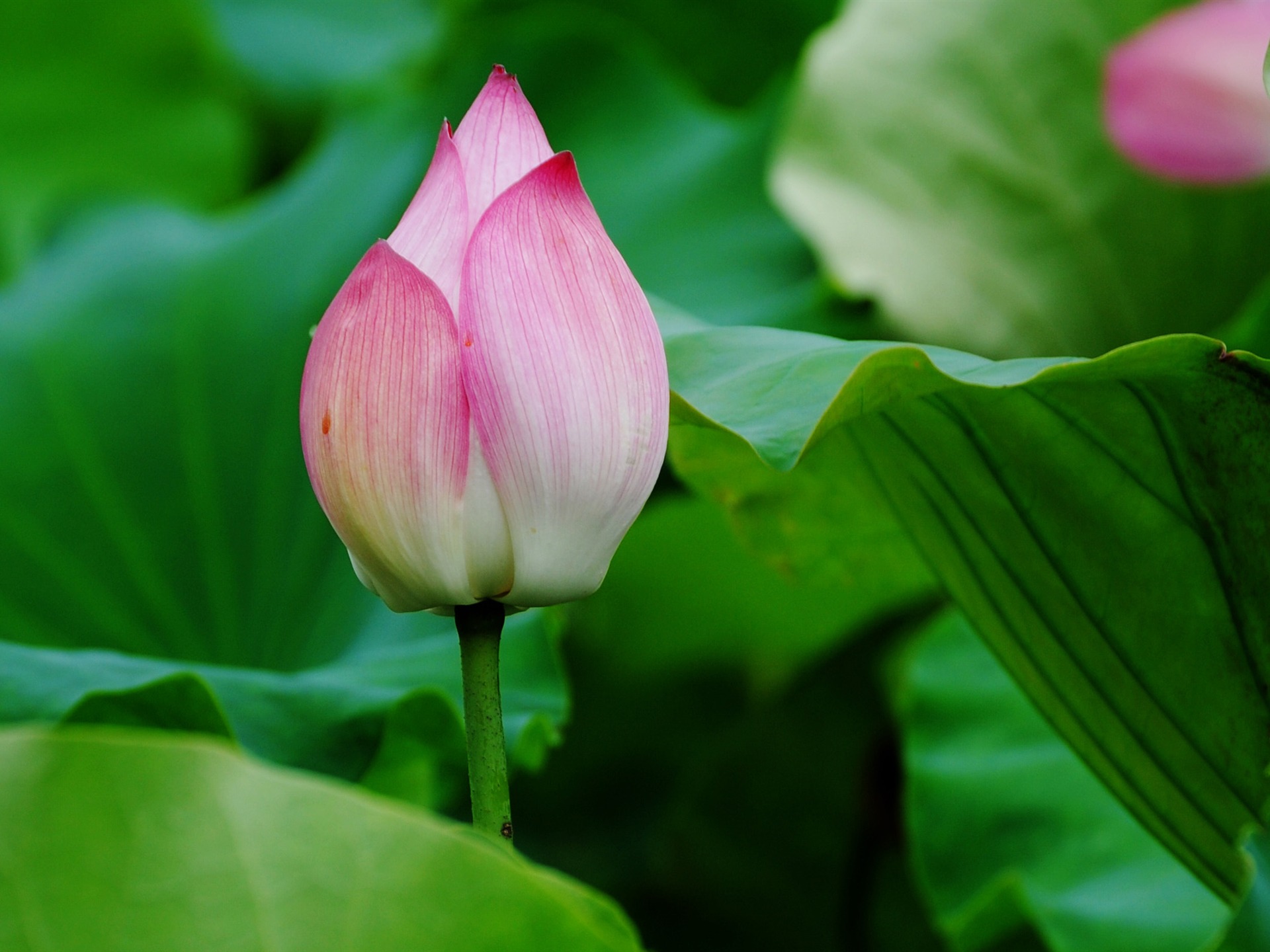Lotus (Pretty in Pink 526 záznamů) #1 - 1920x1440