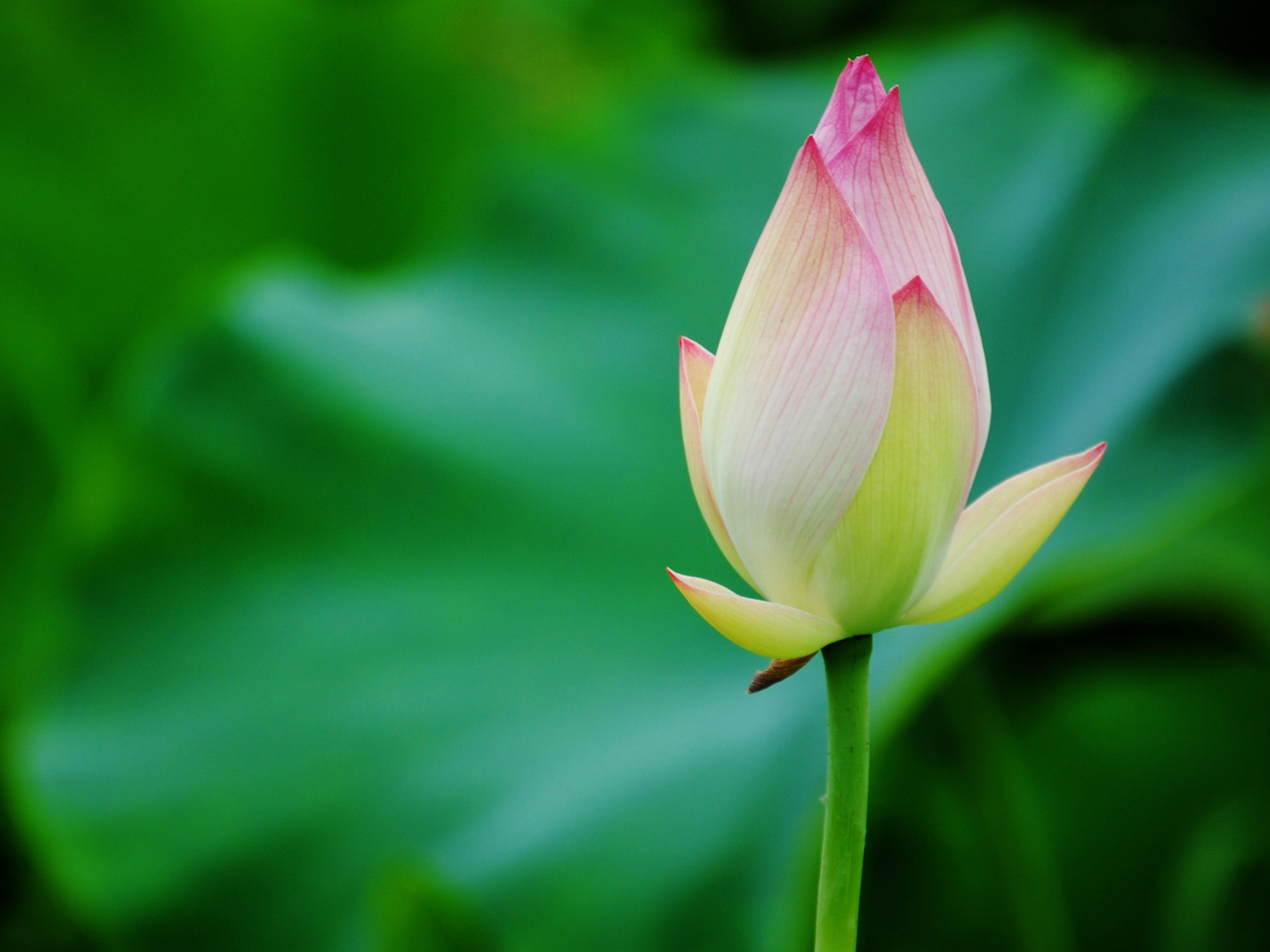 Lotus (Pretty in Pink 526 záznamů) #18 - 1920x1440