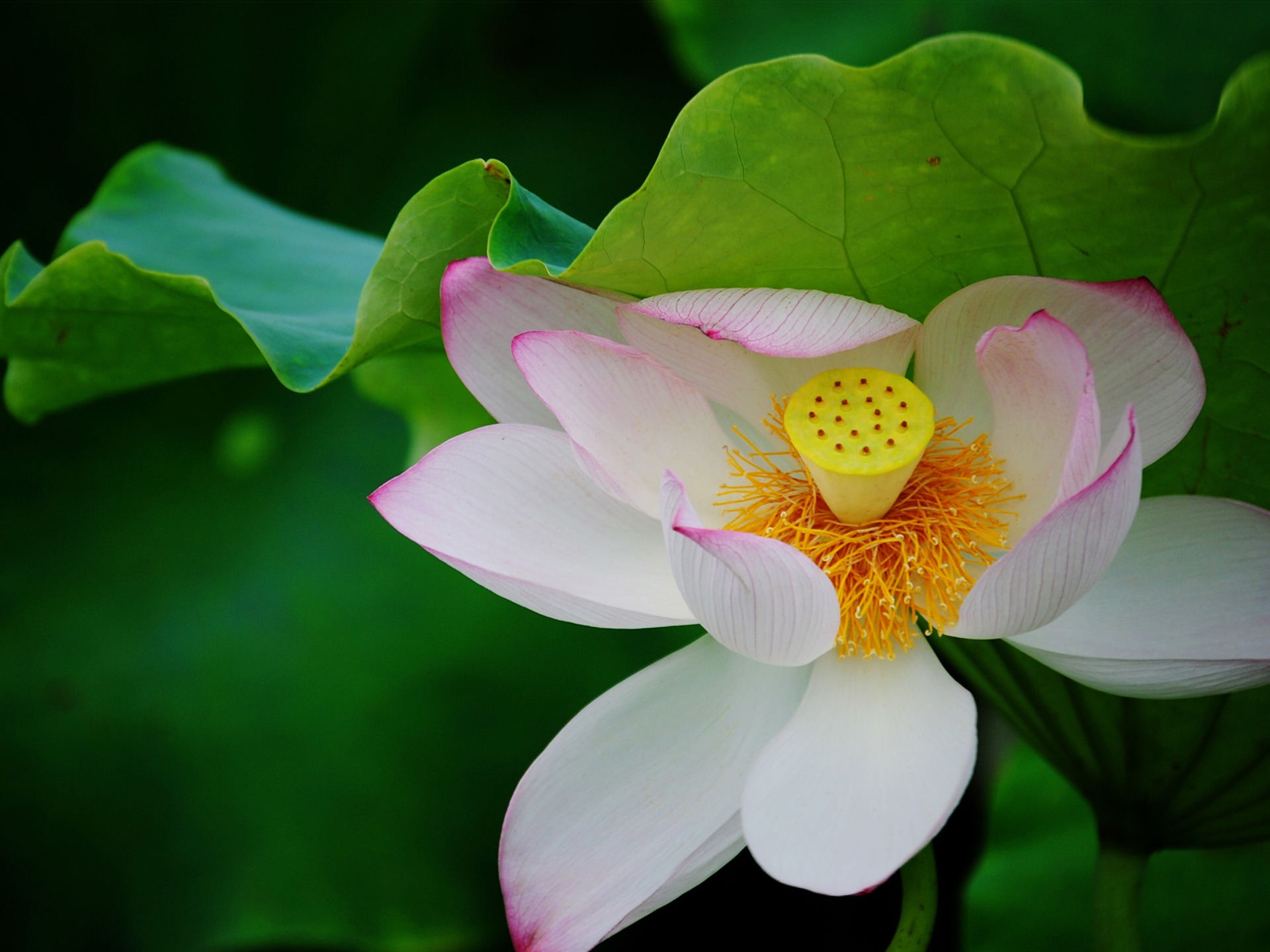 Lotus (Pretty in Pink 526 záznamů) #20 - 1920x1440