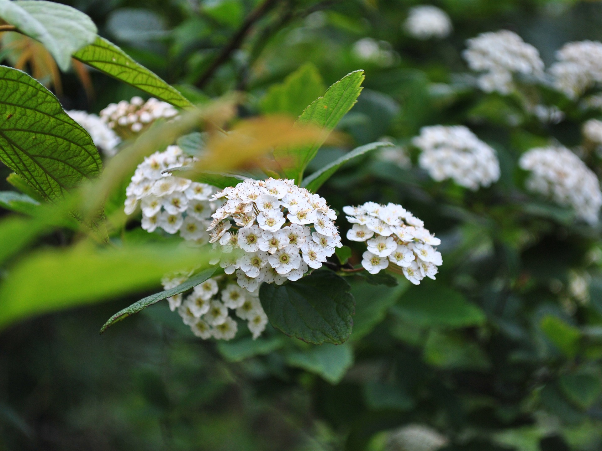 Macro Flower Grass (2) (genzhukou works) #2 - 1920x1440