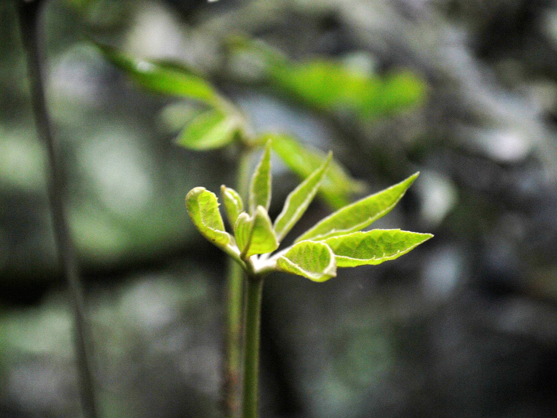 Macro Flower Grass (2) (genzhukou works) #22 - 1920x1440