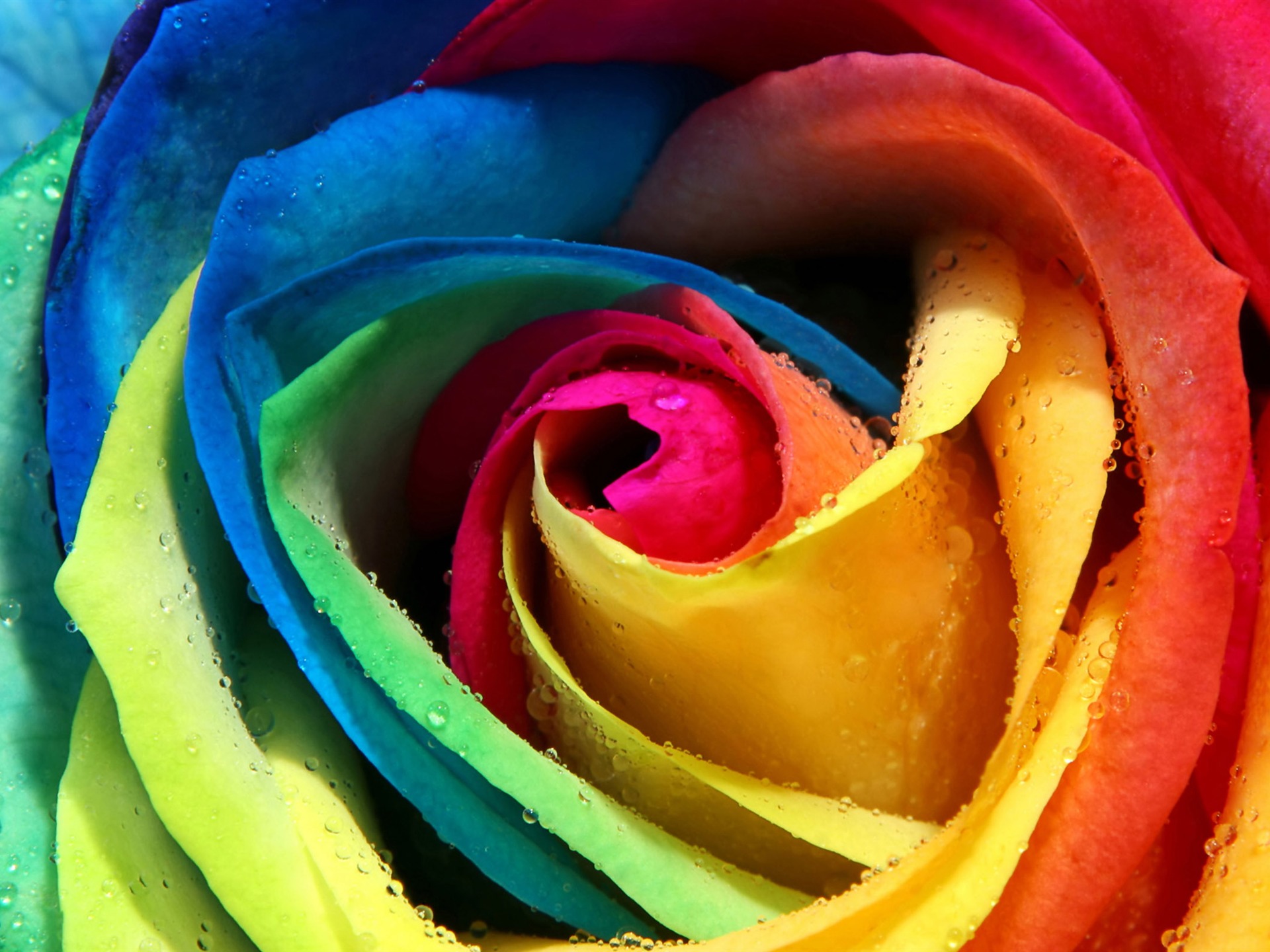 Velké Rose Foto tapety (5) #1 - 1920x1440