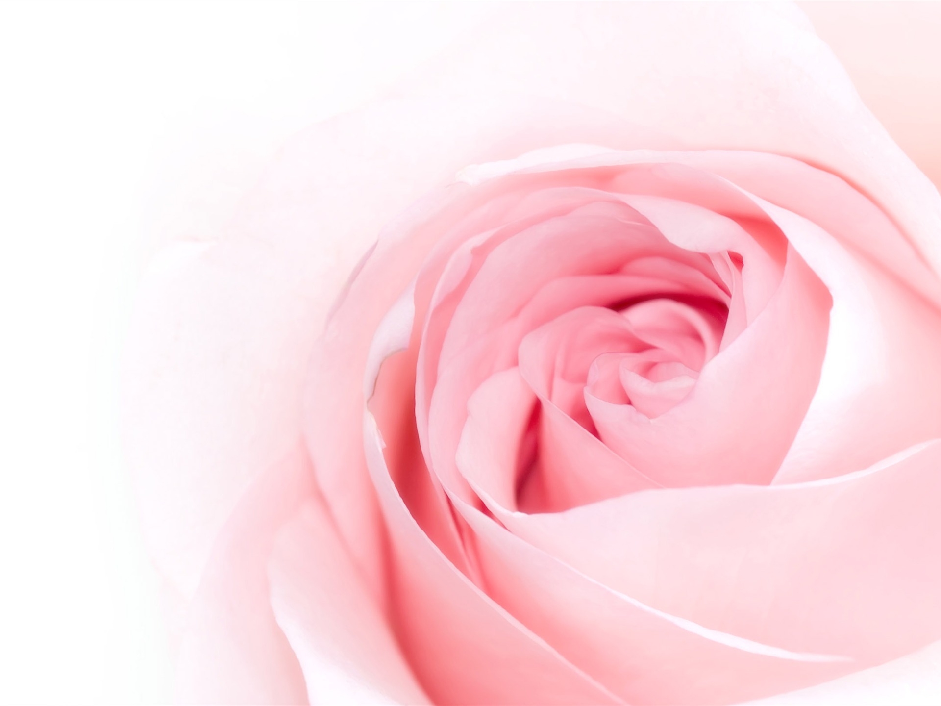 Large Rose Photo Wallpaper (5) #9 - 1920x1440