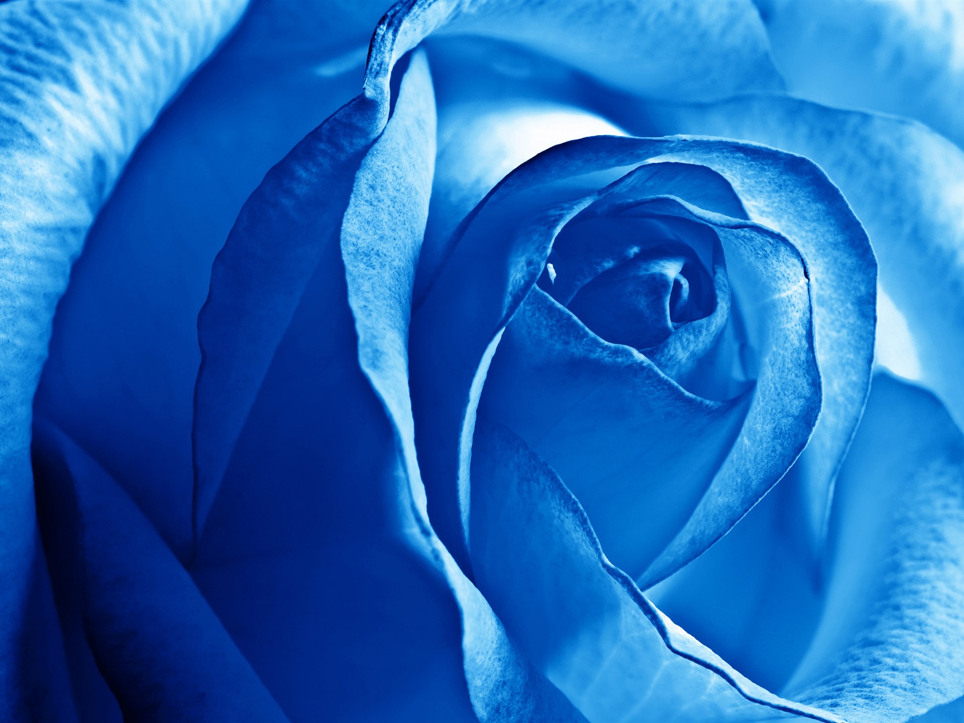 Large Rose Photo Wallpaper (5) #20 - 1920x1440