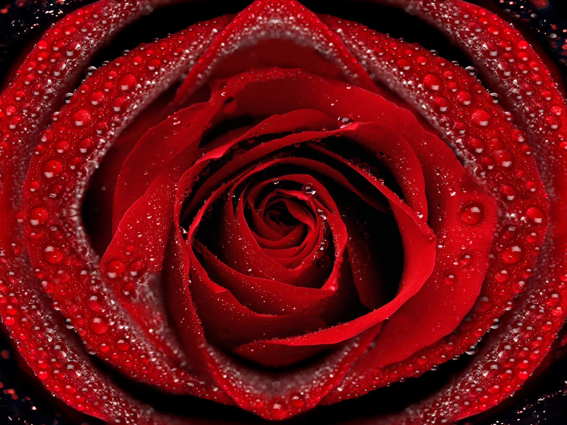 Large Rose Photo Wallpaper (6) #2 - 1920x1440