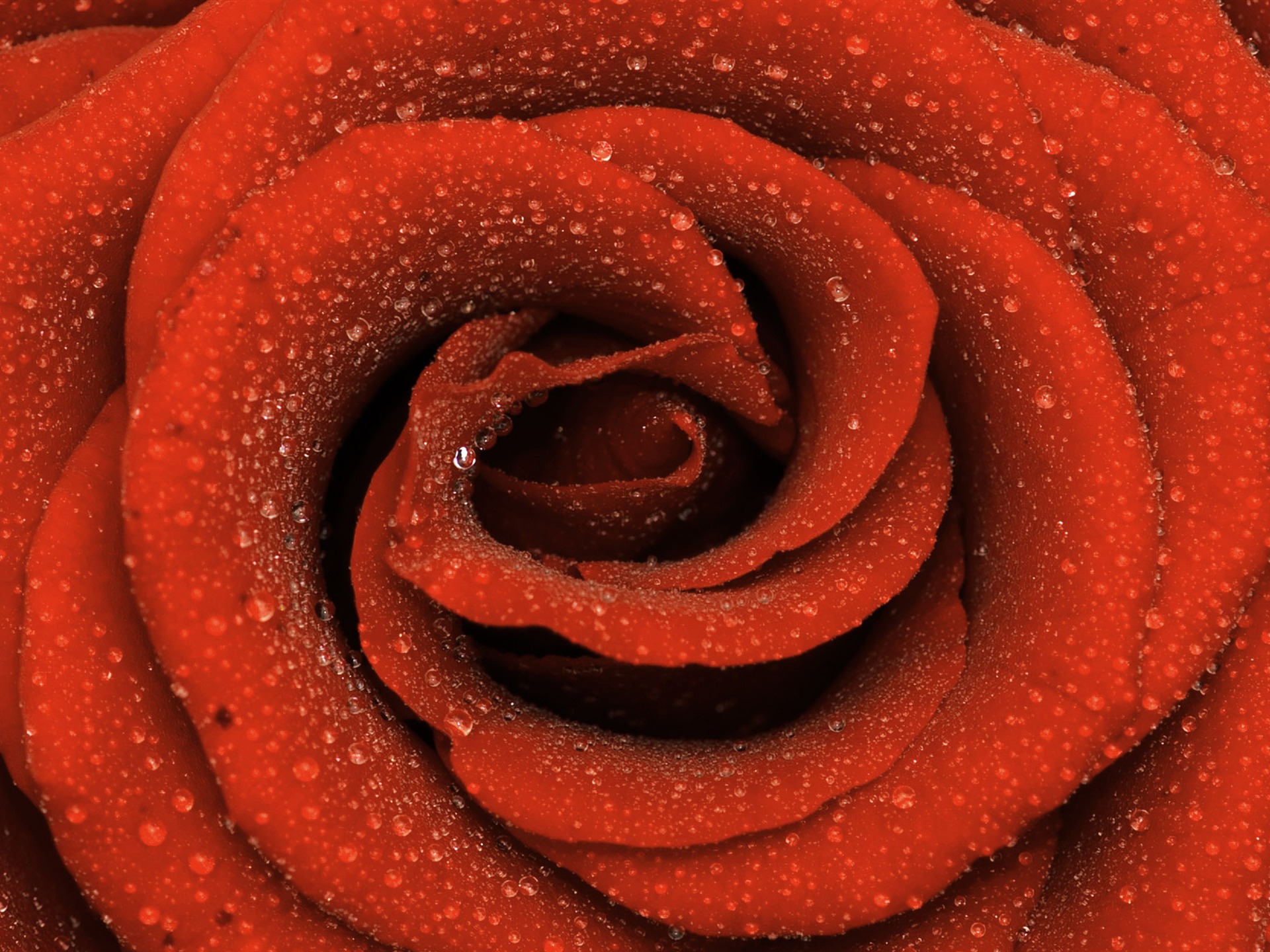 Large Rose Photo Wallpaper (6) #16 - 1920x1440