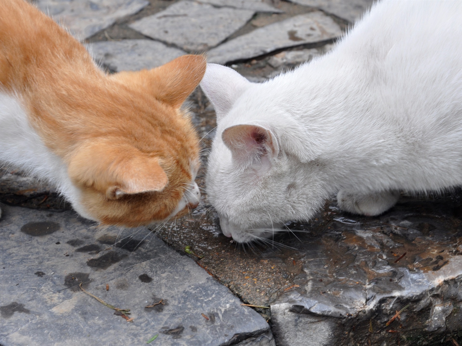 Animal Widescreen Wallpapers Collection (14) #10 - 1920x1440